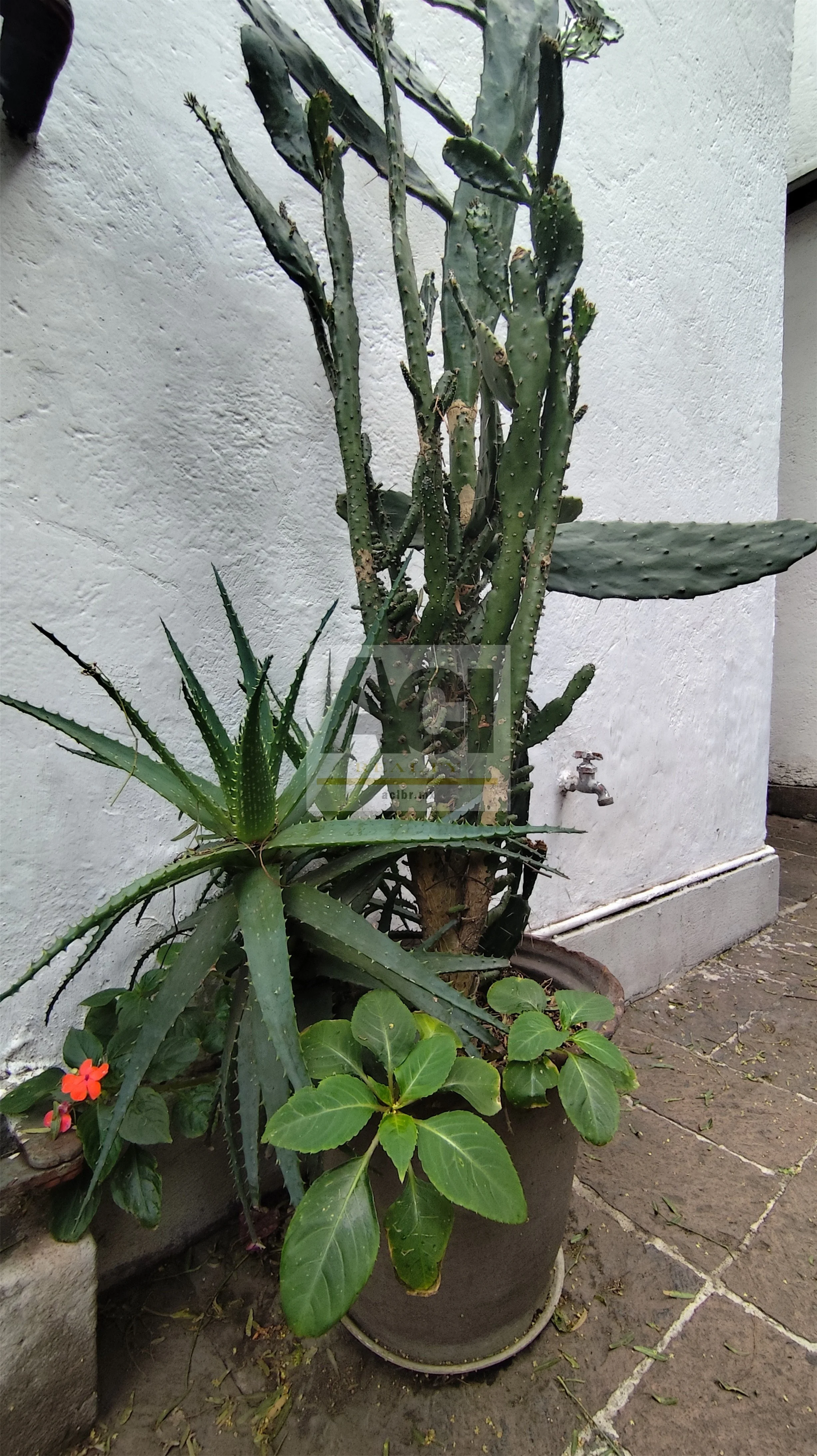 ACI Bienes Raices La Casa Atrio Coyoacán_45.jpg