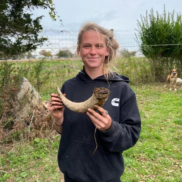 Biodynamic Horn Manure #500