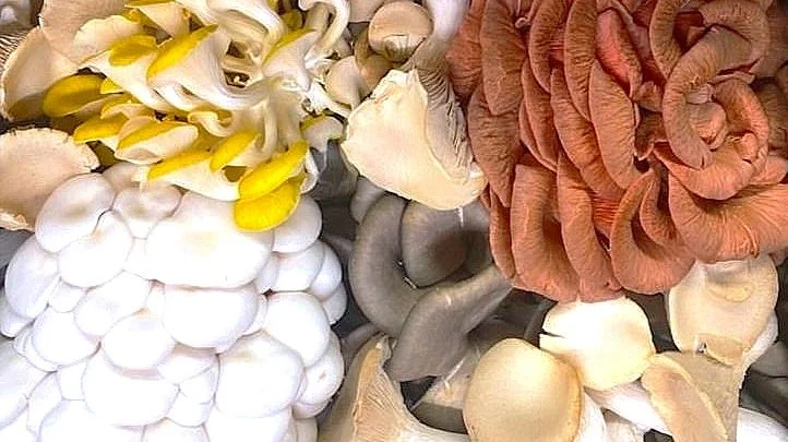 15 Week Fresh Mushroom CSA