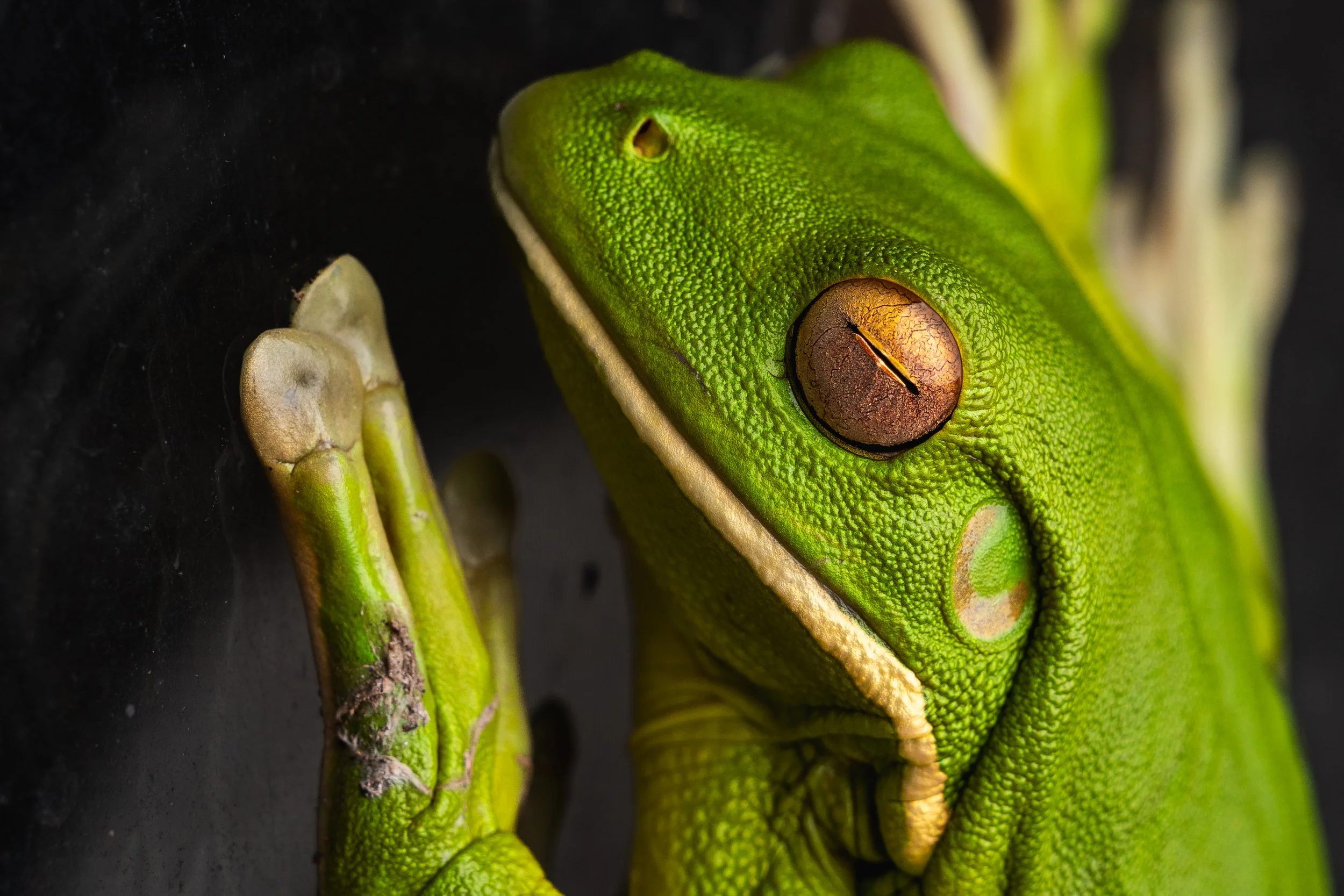 Treefrog-9.jpg