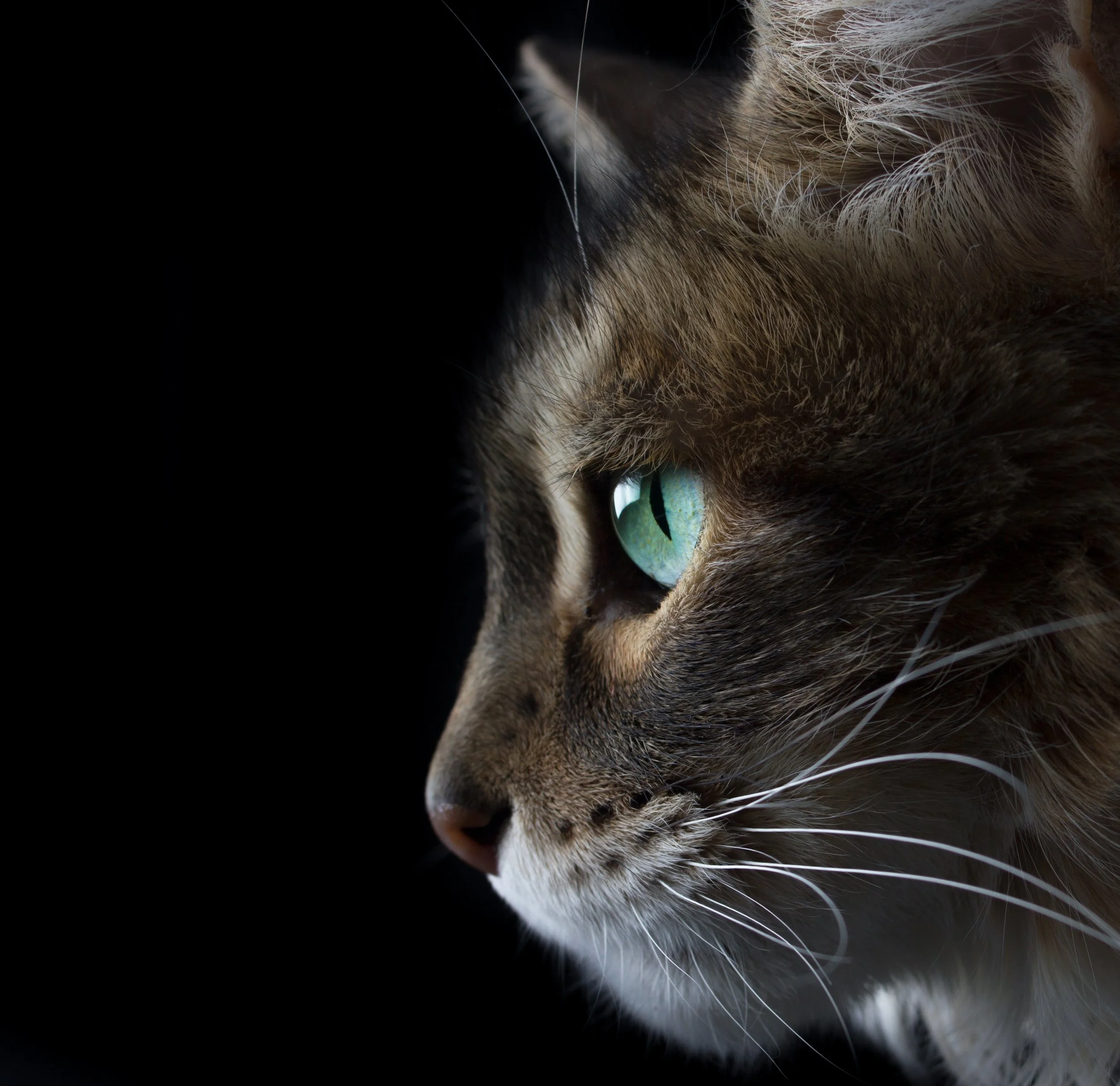 Midnight & Lucky-3.jpg