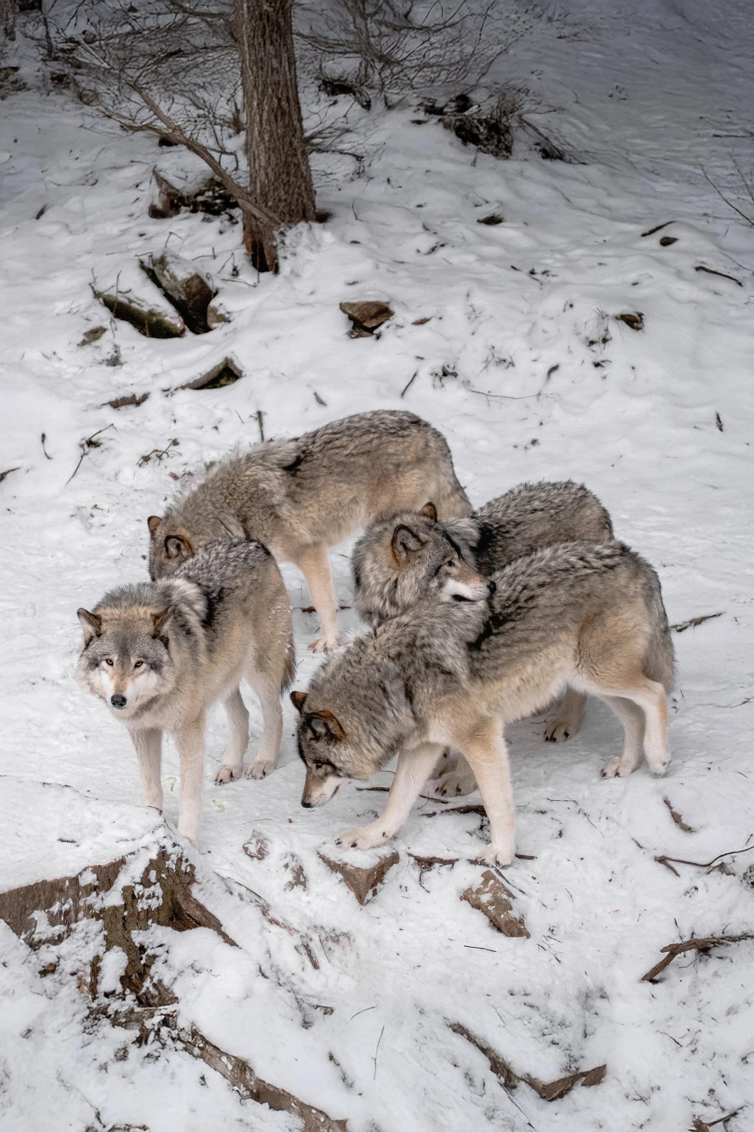 Mel Campeau_Crikey_Magazine_Cover_Wolves.jpg