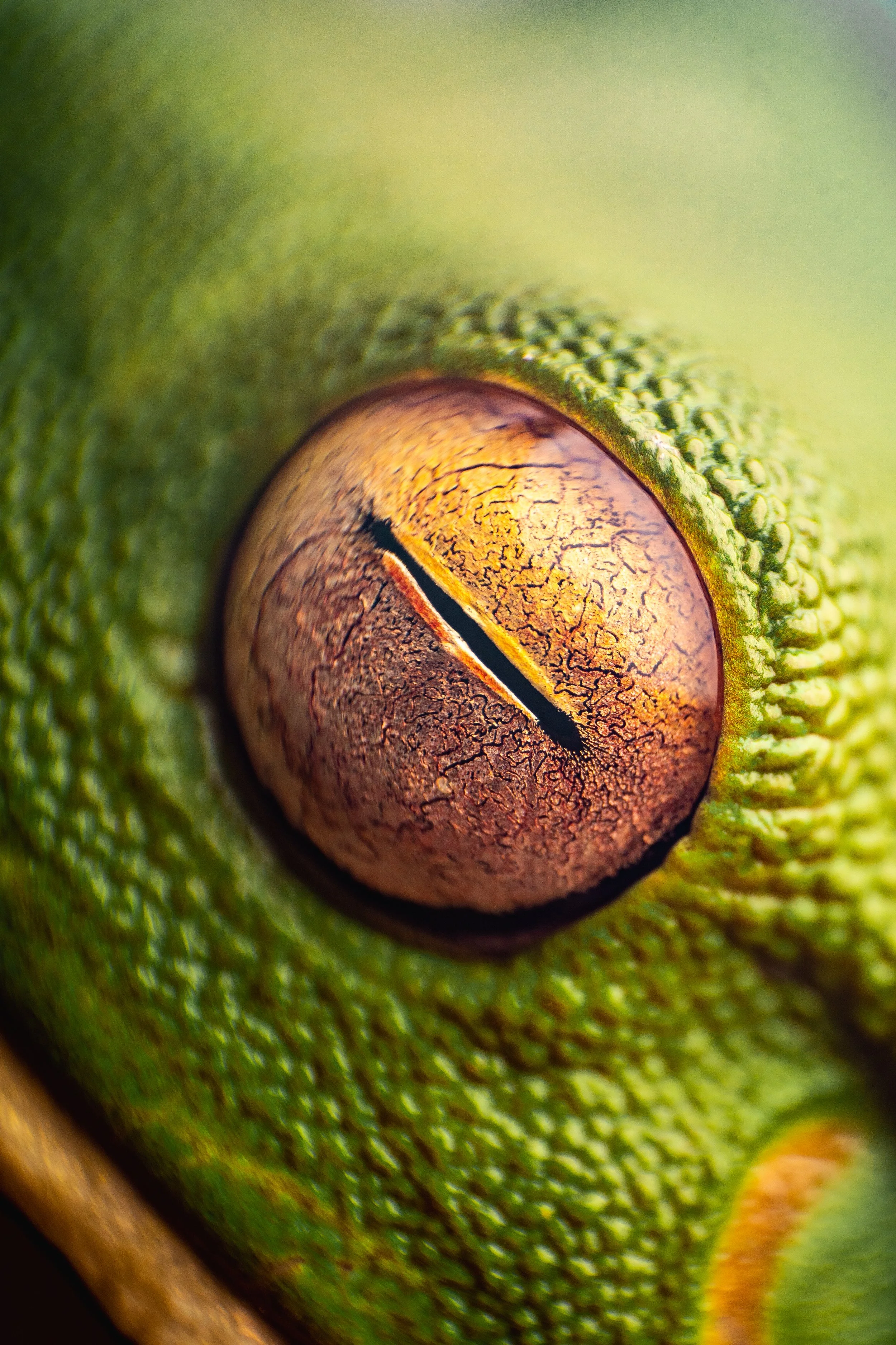 Treefrog-5.jpg