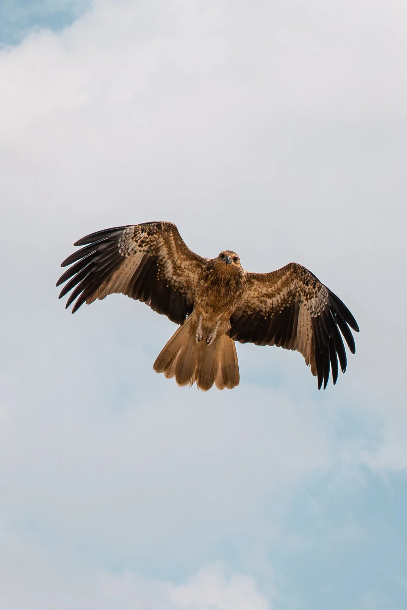 Croc Tour Darwin-26.jpg