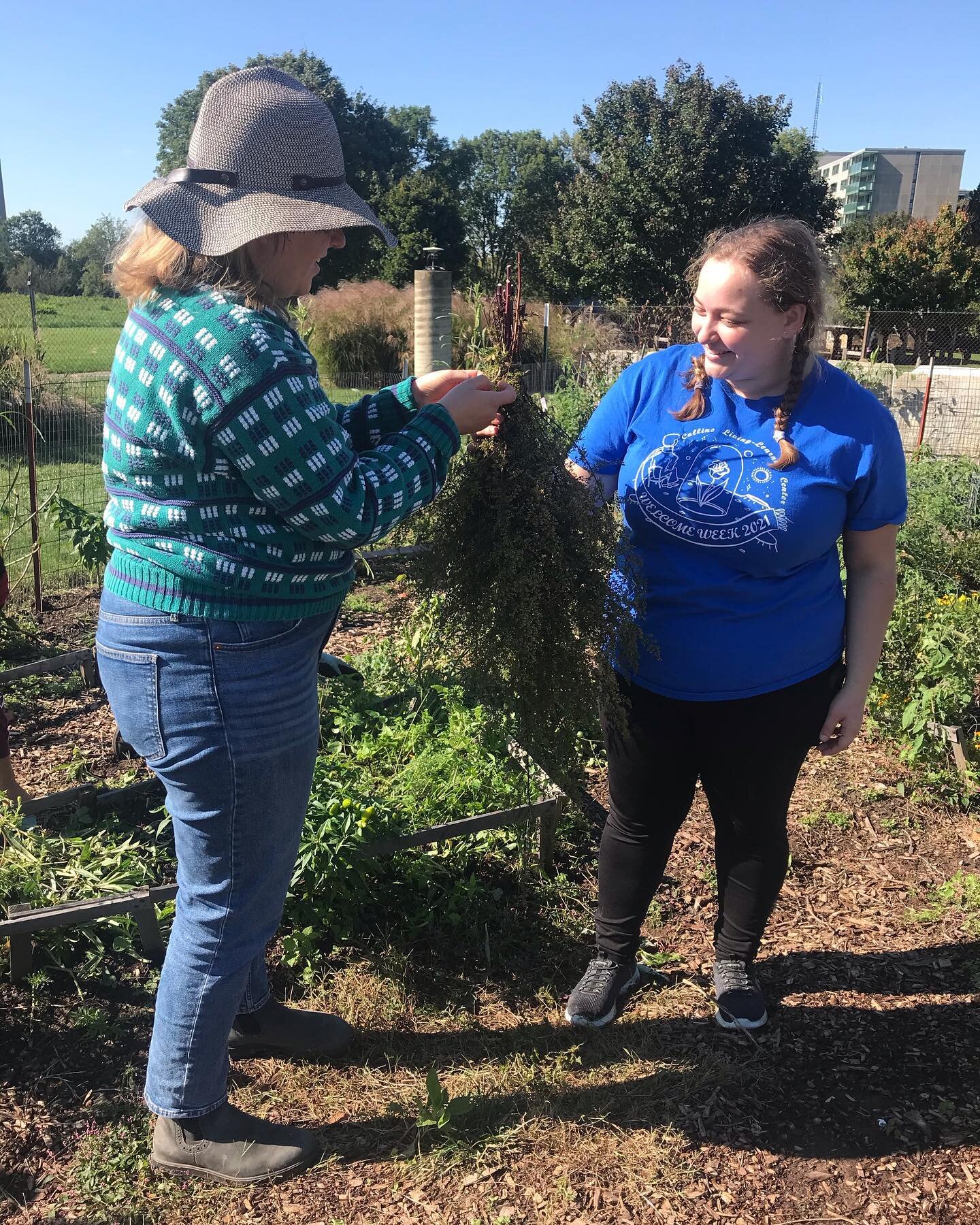 We had some visitors from @collins_llc drop by this Saturday to help bundle up more tulsi, dry birdhouse gourds and enjoy a beautifully sunny fall day. Thank you for sharing the space with us!!!