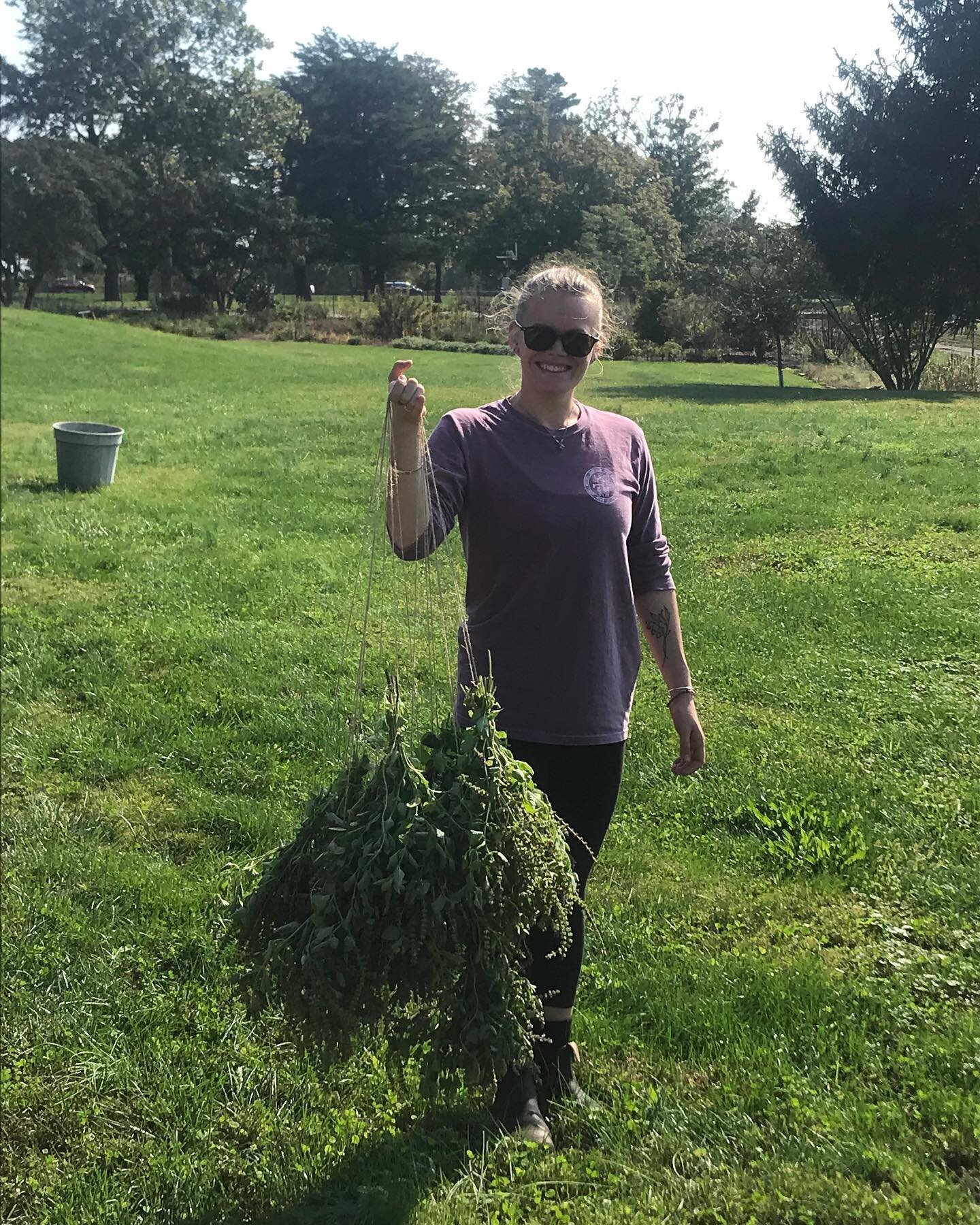 Want some tea? Yesterday was also Holy Basil bunches day!!! And there are a lot more to go 🌱