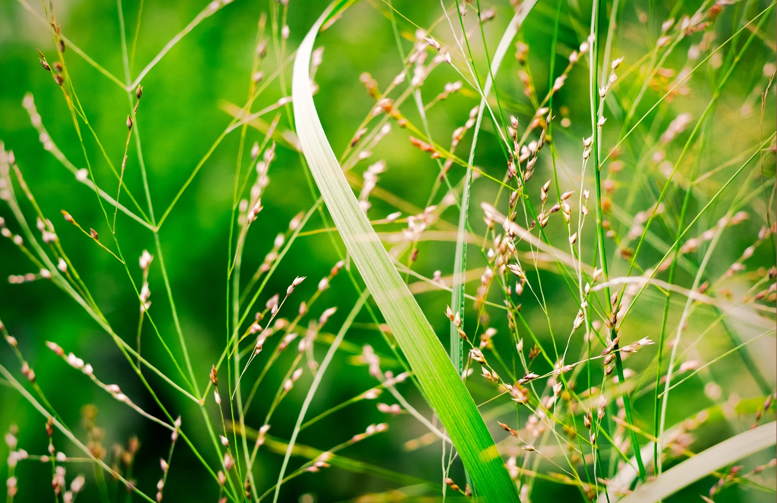 grass.jpg