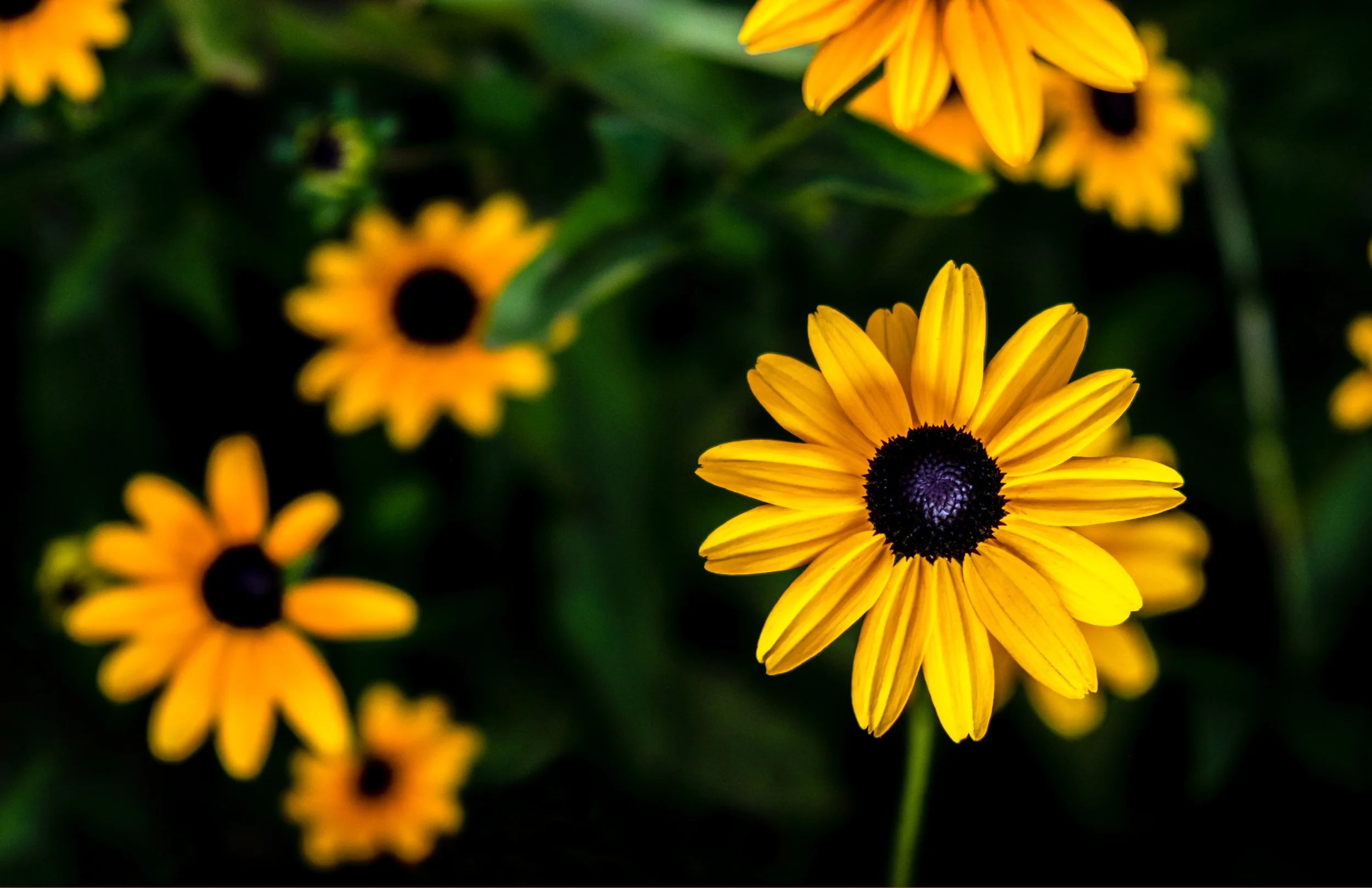 black-eyed-susan.jpg