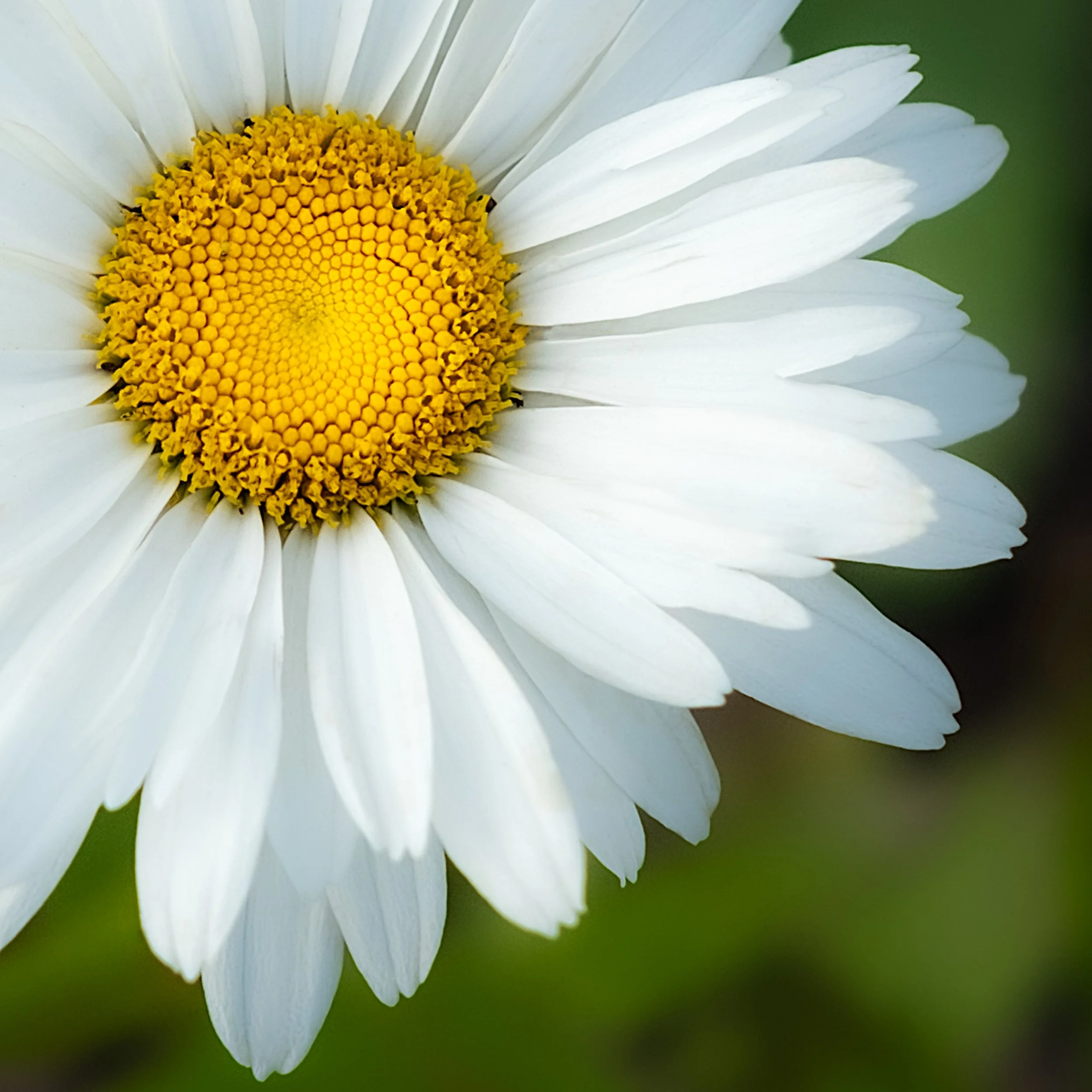 flower-light3.jpg