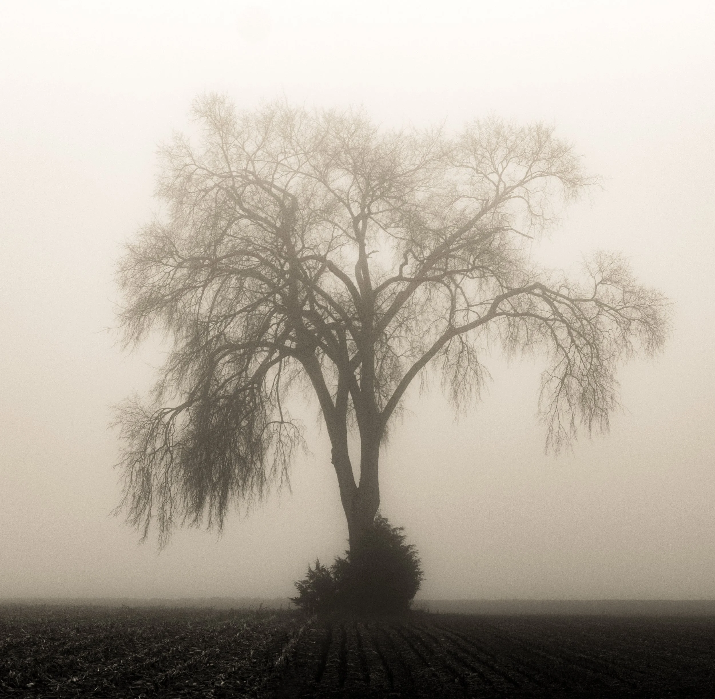 fog-tree01.jpg