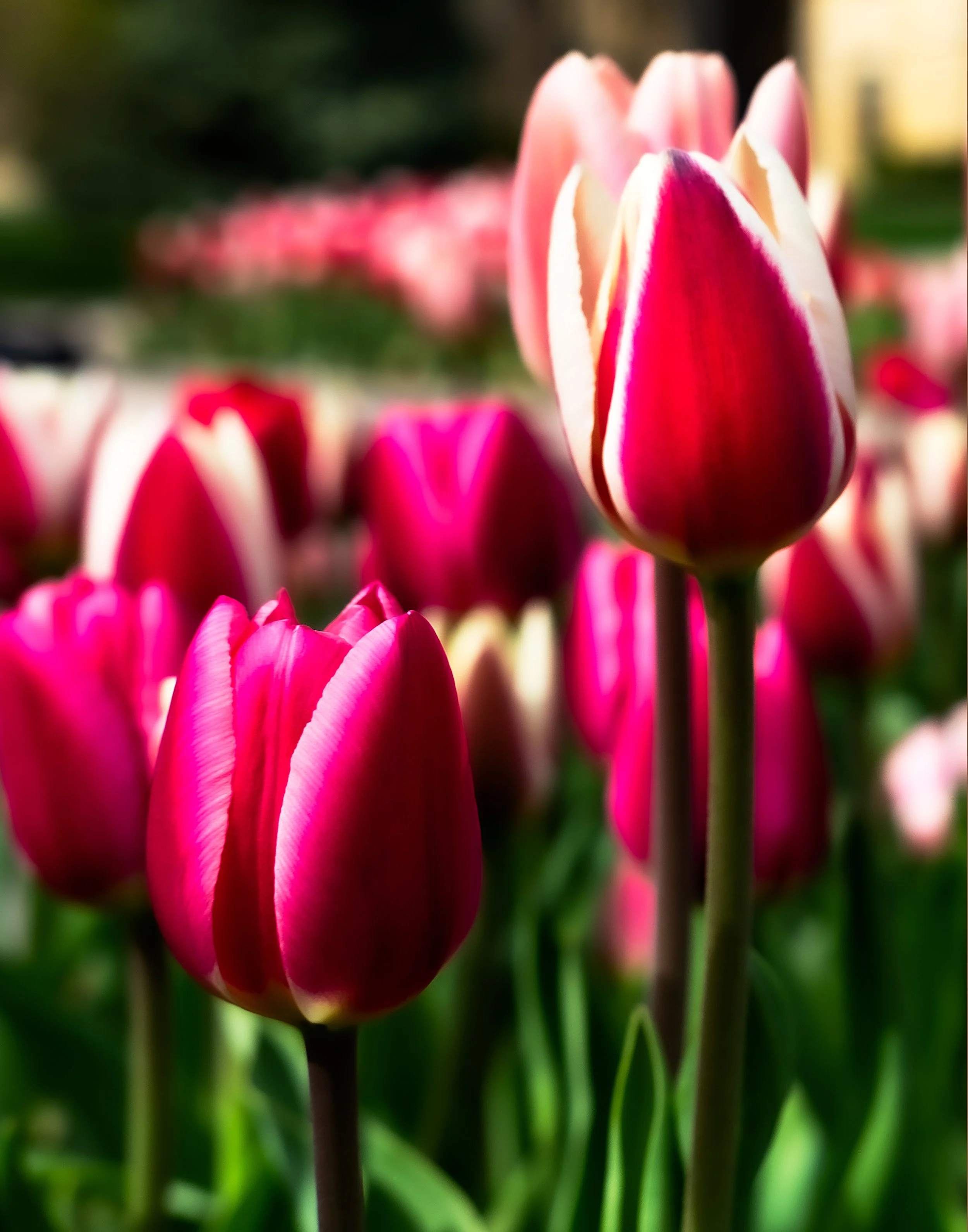 tuplips-spring.jpg