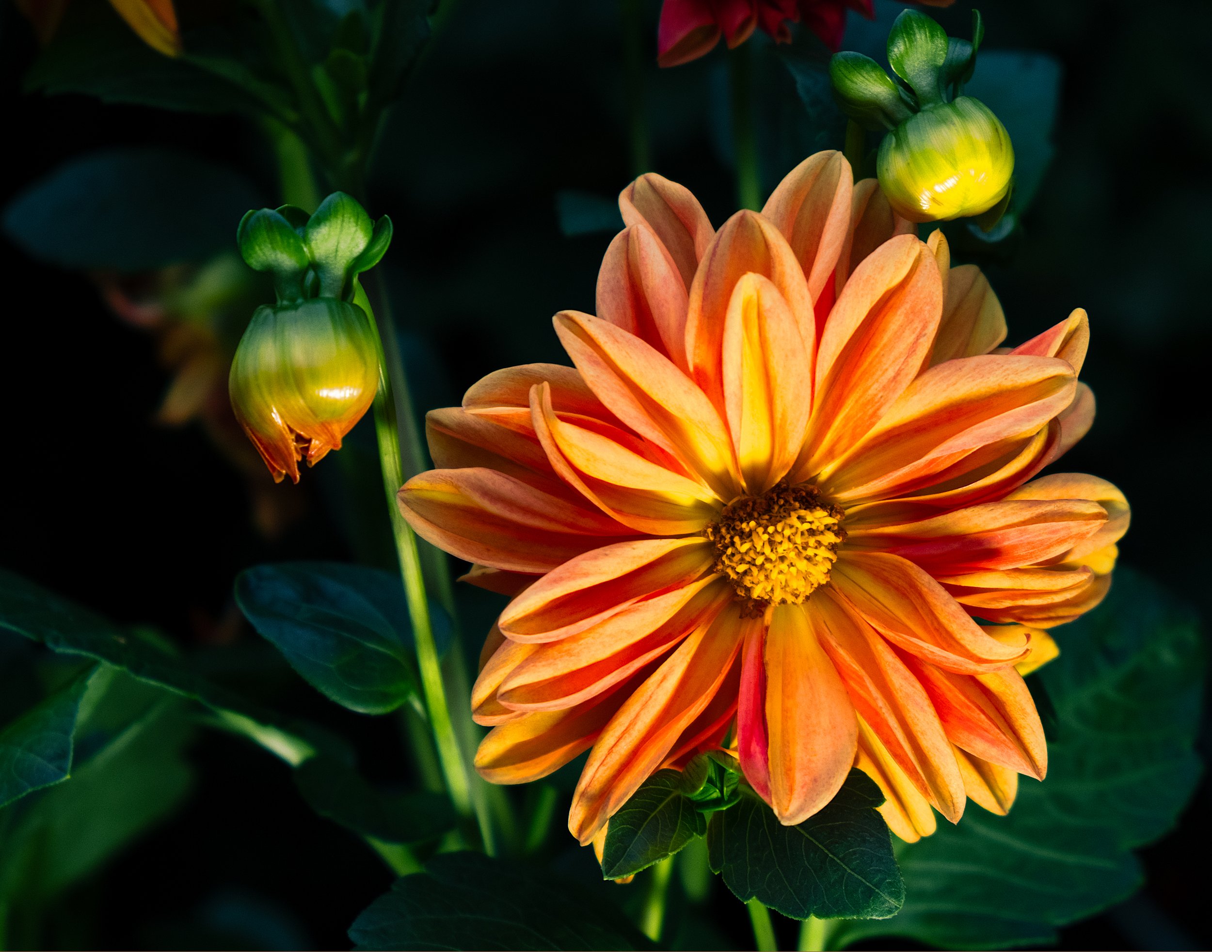 flower-light.jpg
