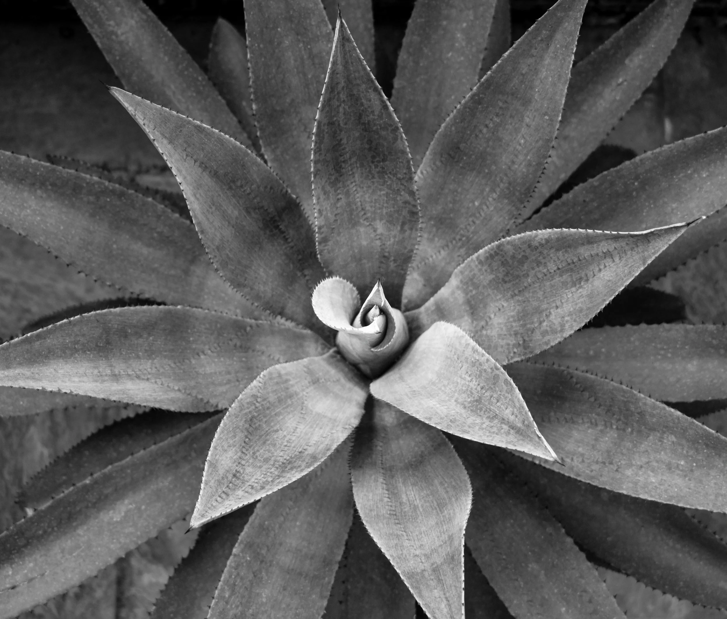 bnw-plant1.jpg