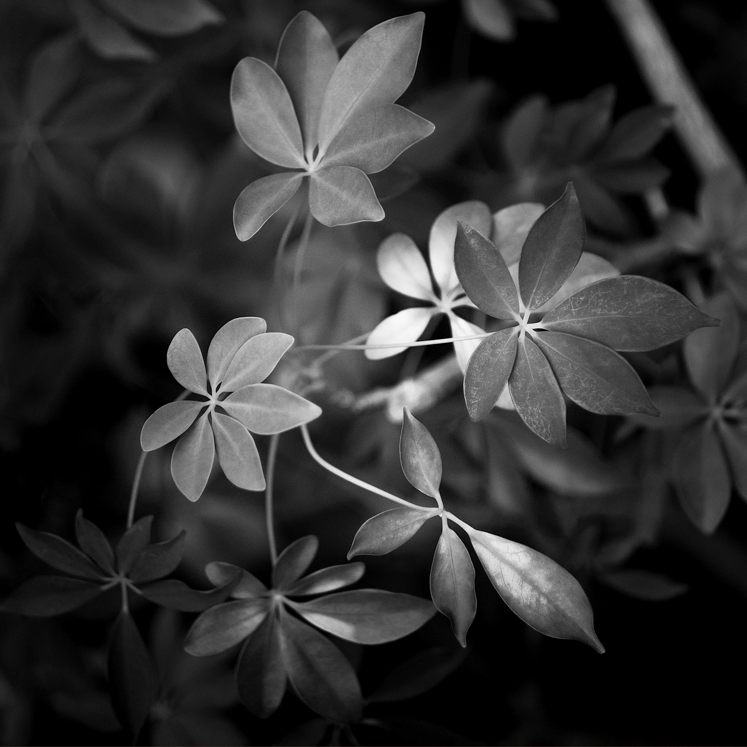 bnw-plant2.jpg