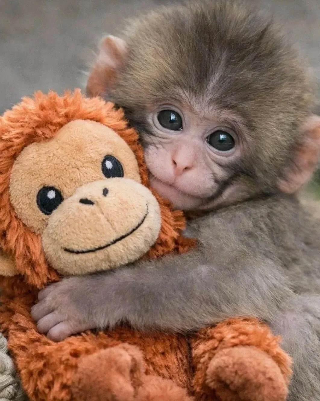 Meet Punch, the baby monkey who’s captured the heart of the internet 