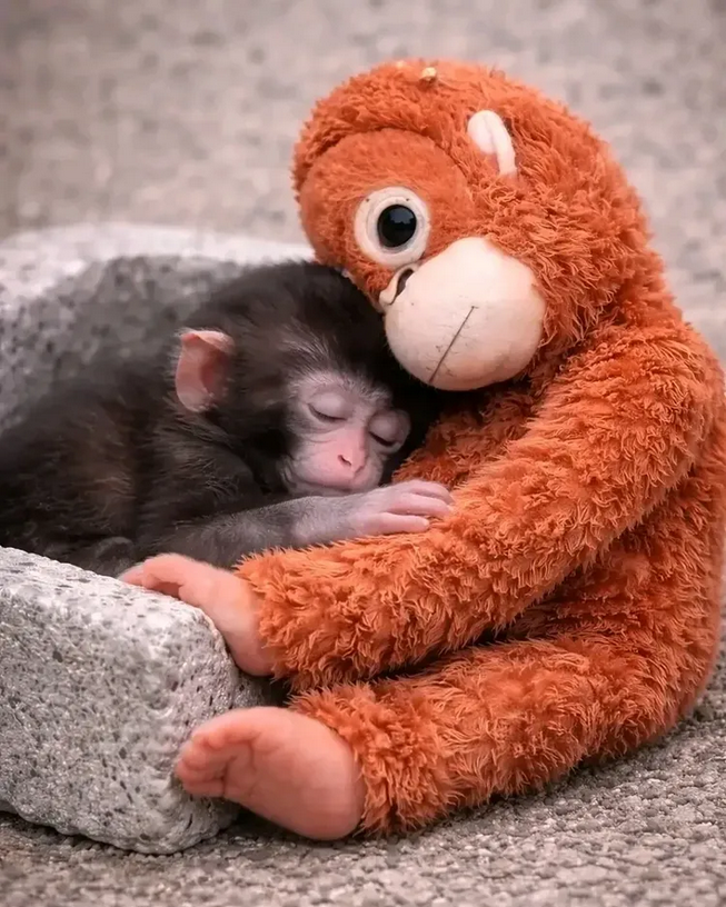 Two Americans were arrested after breaking into Punch the monkey’s home at Ichikawa City Zoo in Japan