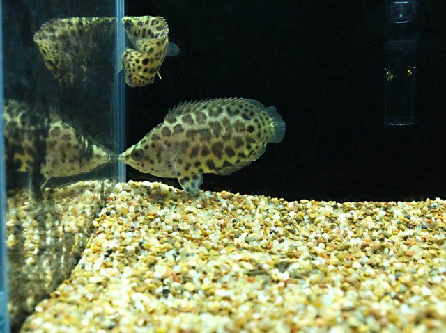 CTENOPOMA ACUTIROSTRE_1.jpeg