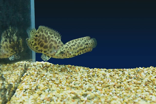 CTENOPOMA ACUTIROSTRE_3.jpeg
