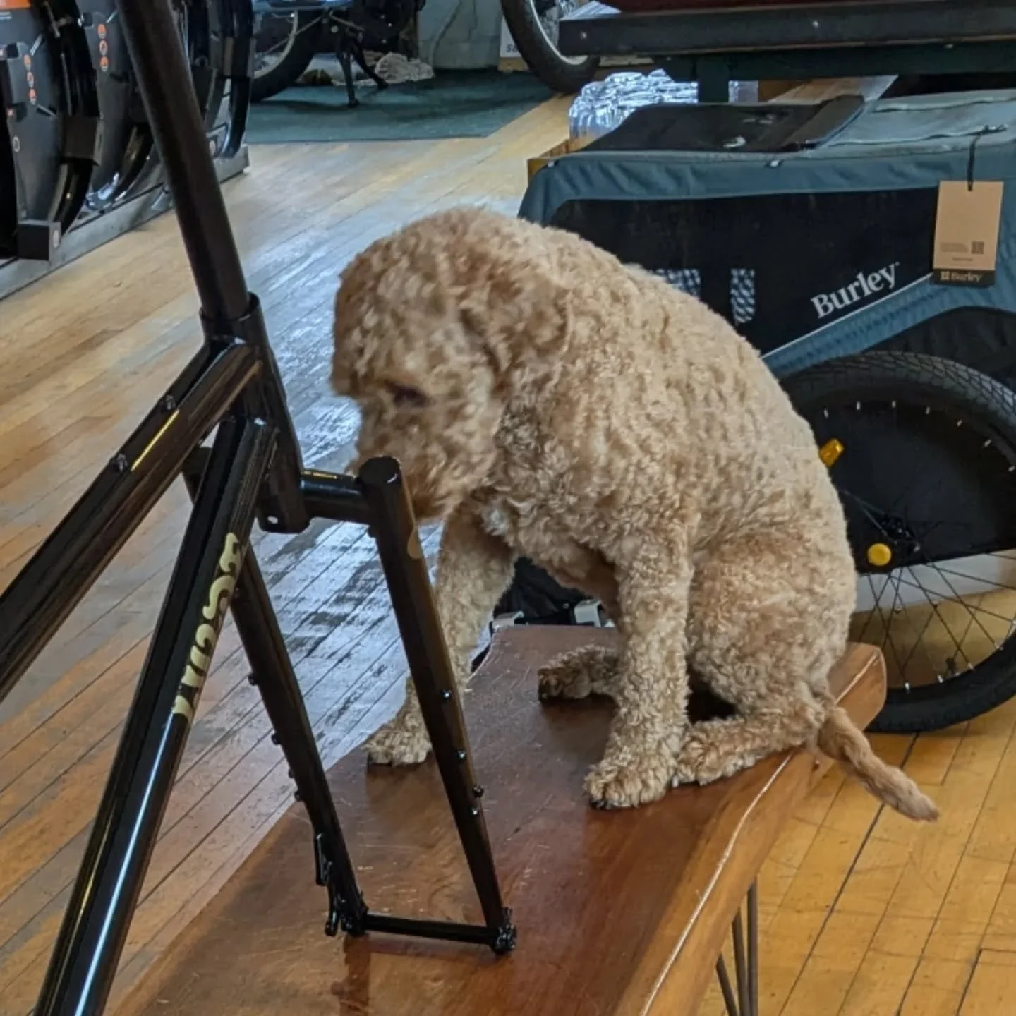 What's that Noonan?
It's a @wilde.bikes Dark Star ready to be built up. But it's that Future Proof segmented steel fork that has your attention, isn't it? Yeah that's pretty. 
But don't ignore all the other great things happening here: sliding UDH dr