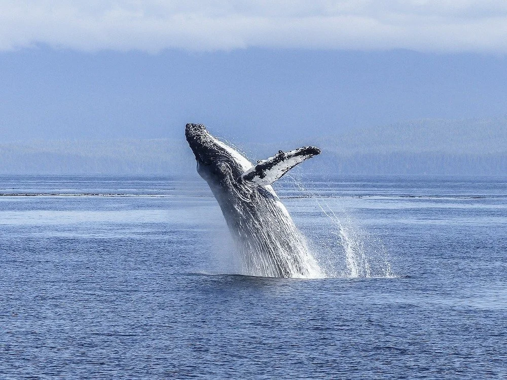 humpback whale watching