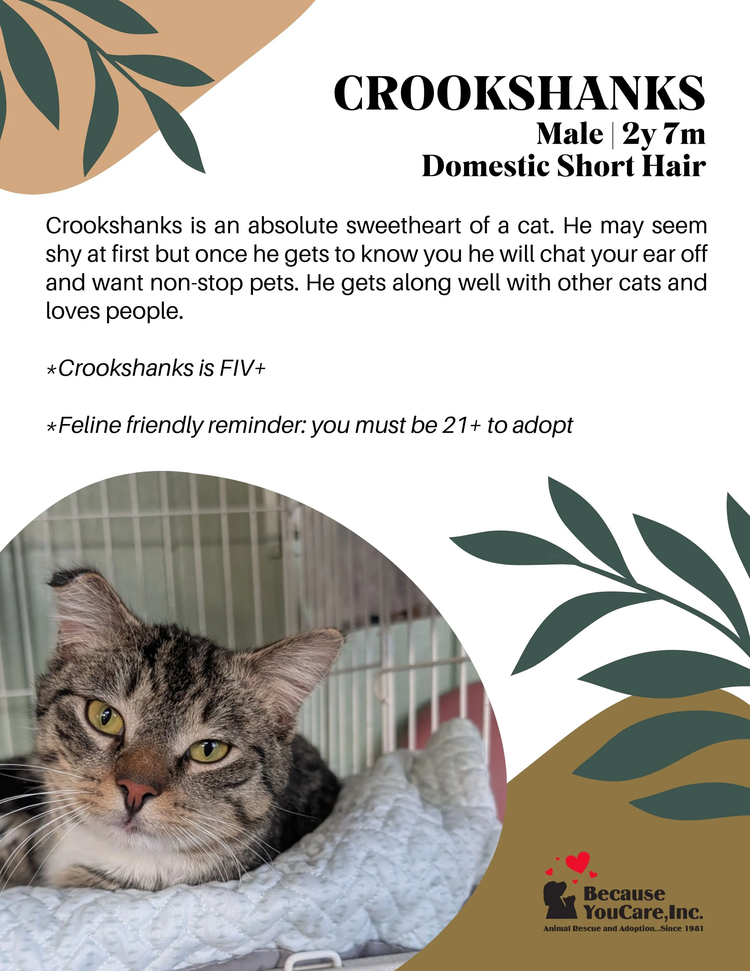 *FIV+* Adoption fee waived!
