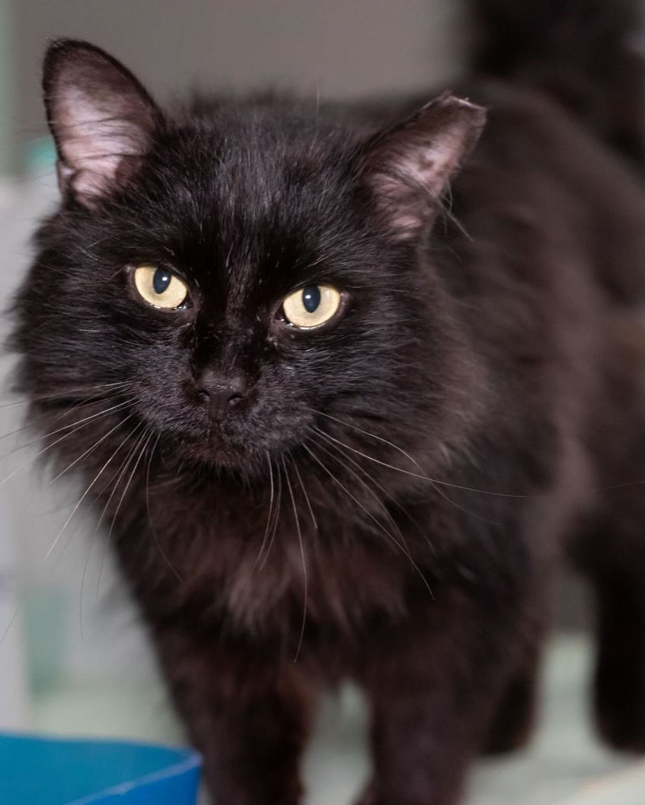 ✨NEW KITTY ALERT✨

Yes, James Purrl Jones has entered the lounge!

This distinguished gentleman wants to meet you and is ready for all the snuggles. He loves to be held and showered with attention.😻

Lots of walk-in availability today ... we do have