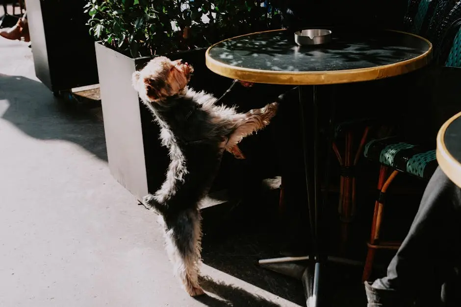 Why Are Cozy Cafes the Trend for Animal Lovers?