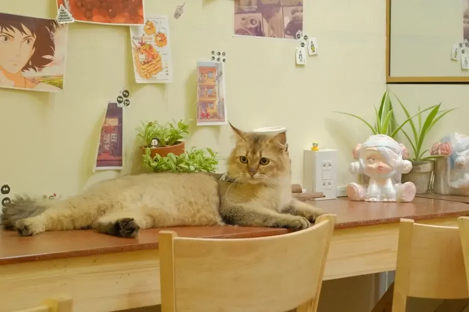 How Can a Cozy Cafe Help in Finding Forever Homes for Cats?