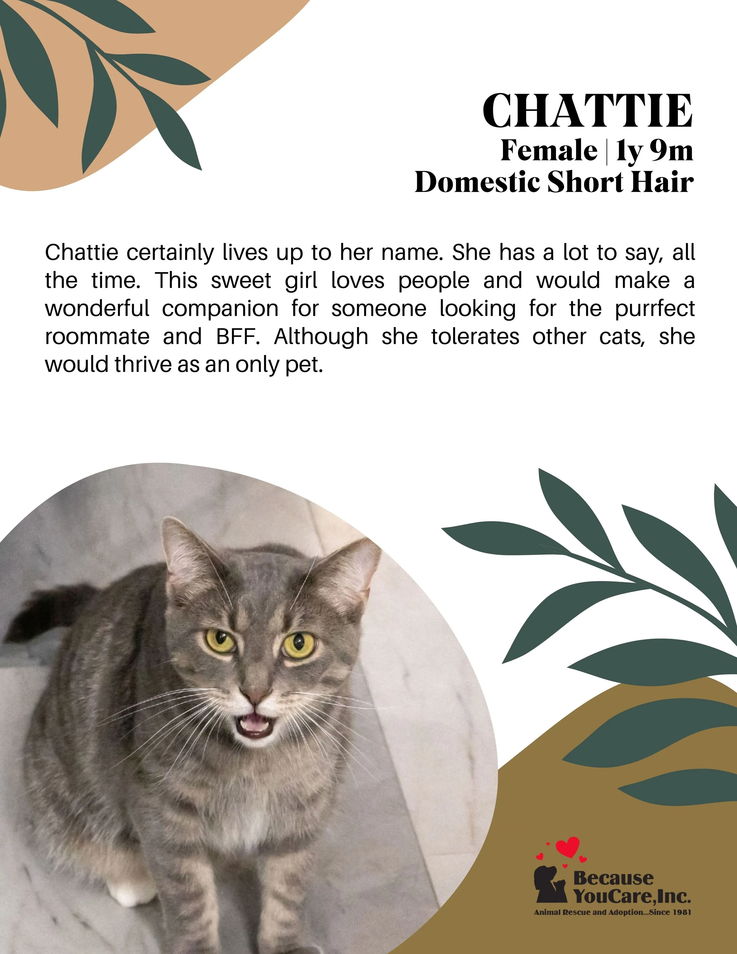 CLICK ON THE PHOTO TO VIEW THE ADOPTION PAGE!