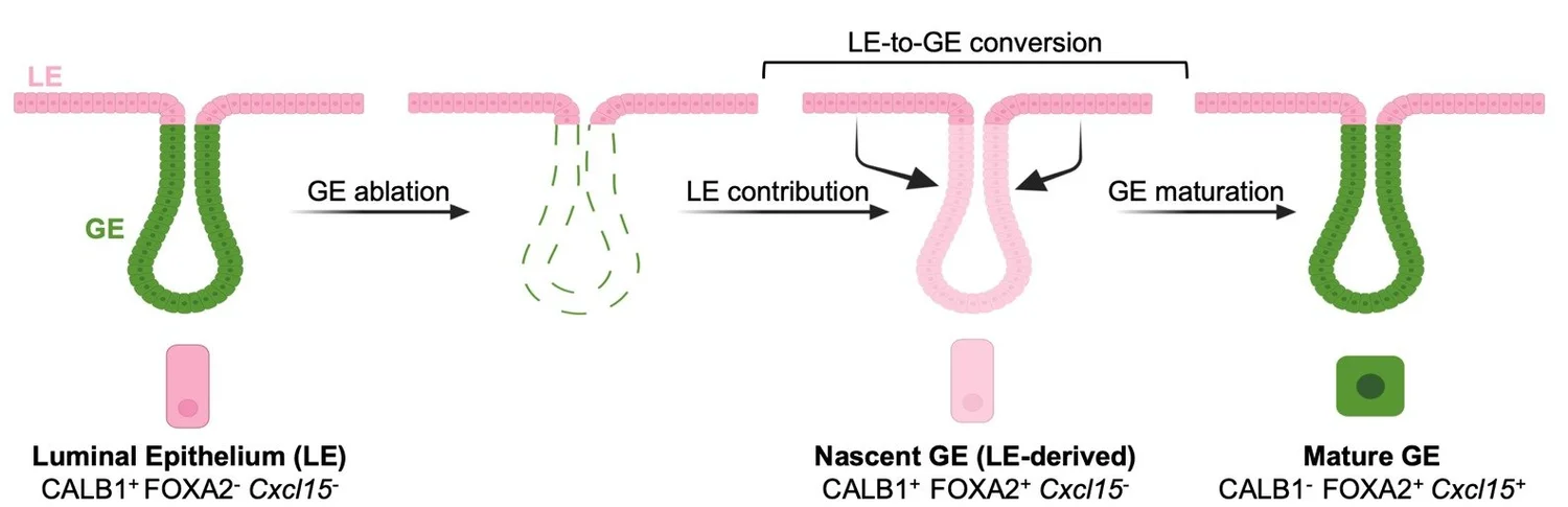 Model: luminal epithelium converts to nascent glandular epithelium that matures after ablation