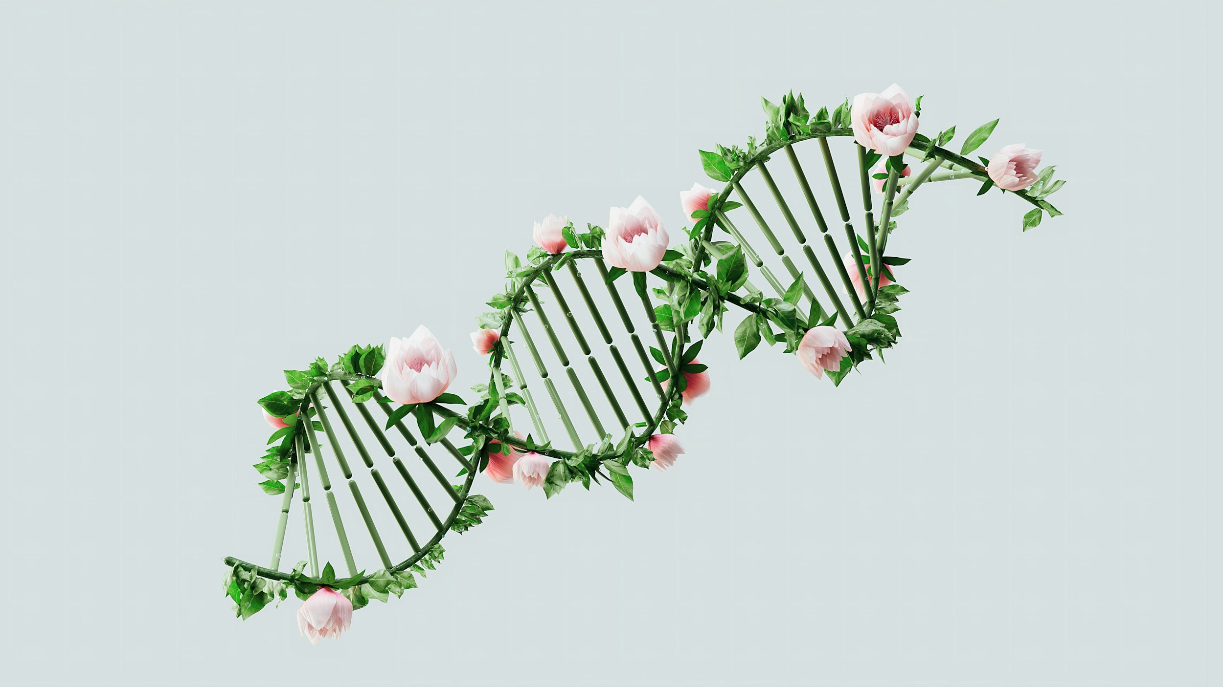 Update — FOUND! Seeking Korean Adoptee Isabell Skagen. A close FTDNA DNA match wants to connect.
