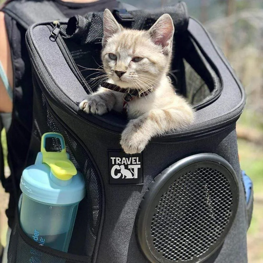 Travel Cat_Fatcat_charcoal2.jpeg