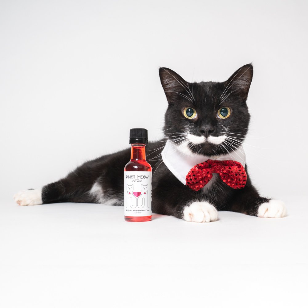 Pinot Meow Cat Wine — meowfest 2023