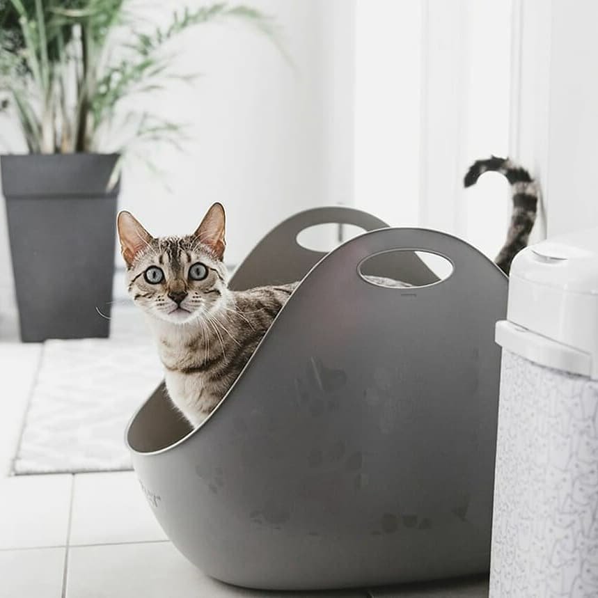 6 Reasons Why You Should Switch to Tofu Cat Litter cat litter