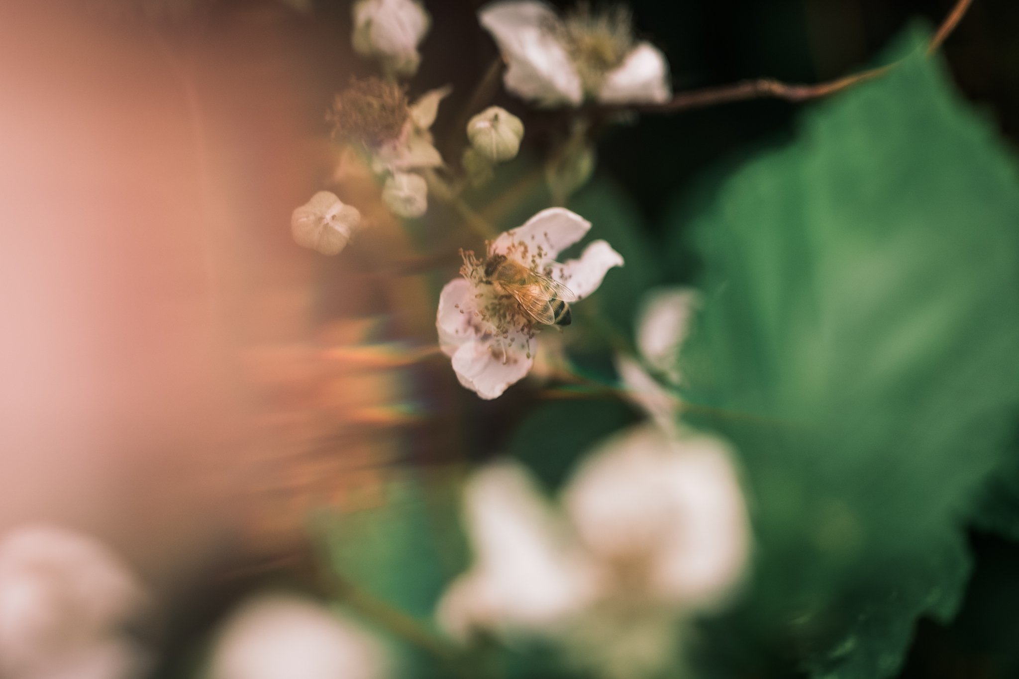 35. Bee gathering, macro