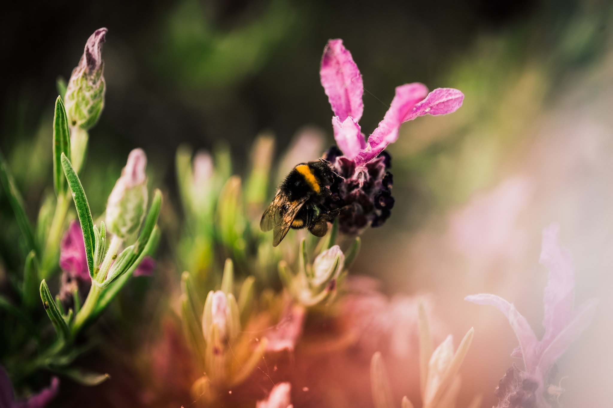 26. Bee gathering, lavender, macro