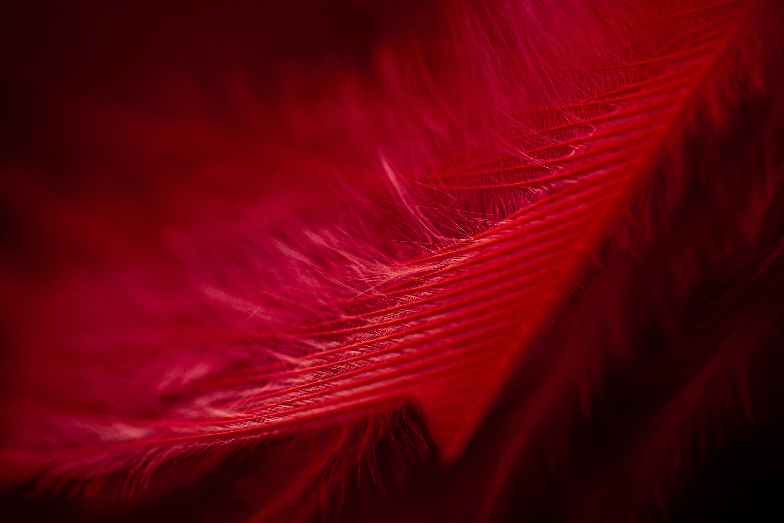 36. Feather, macro