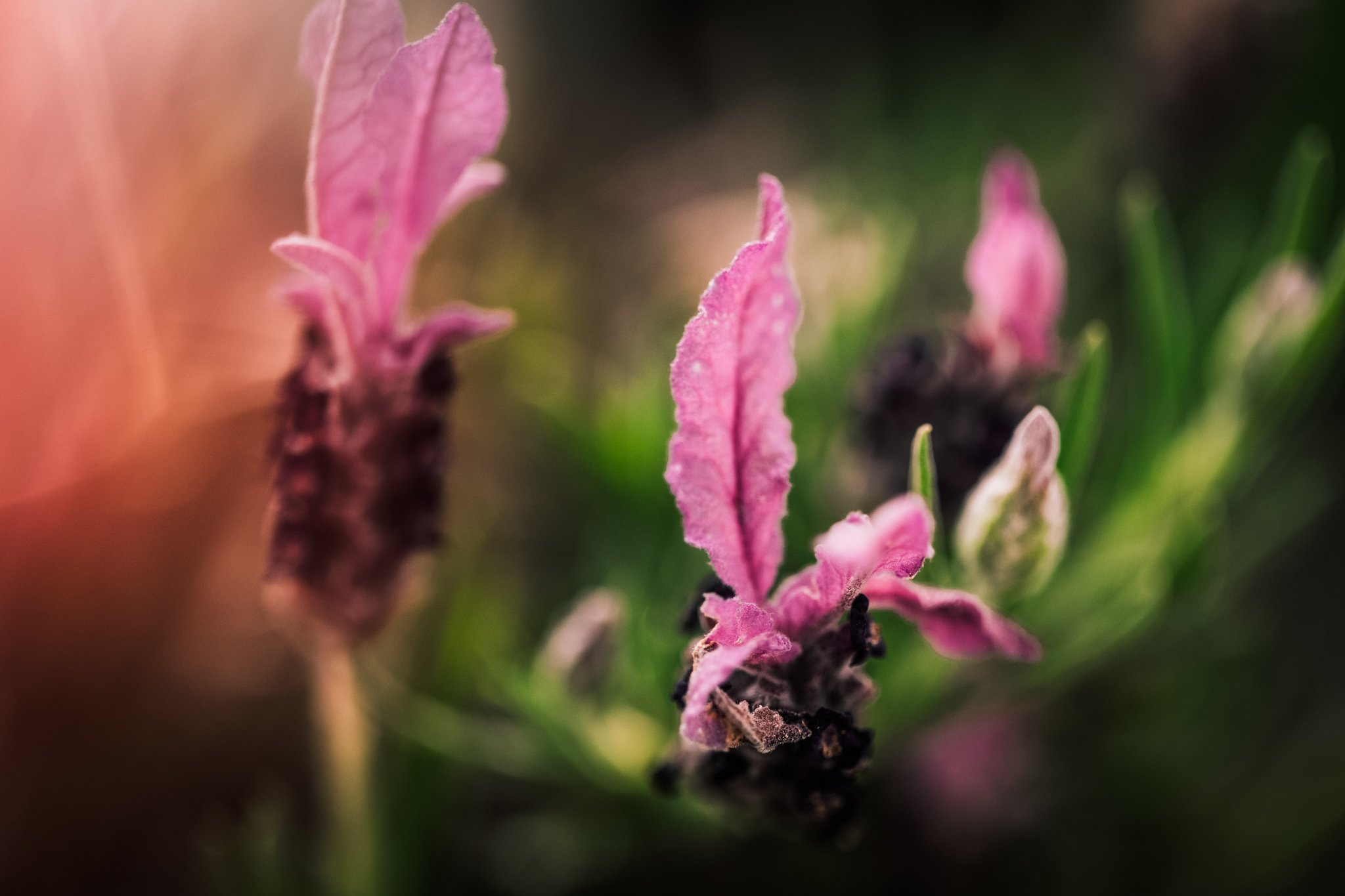 23. Lavender, macro
