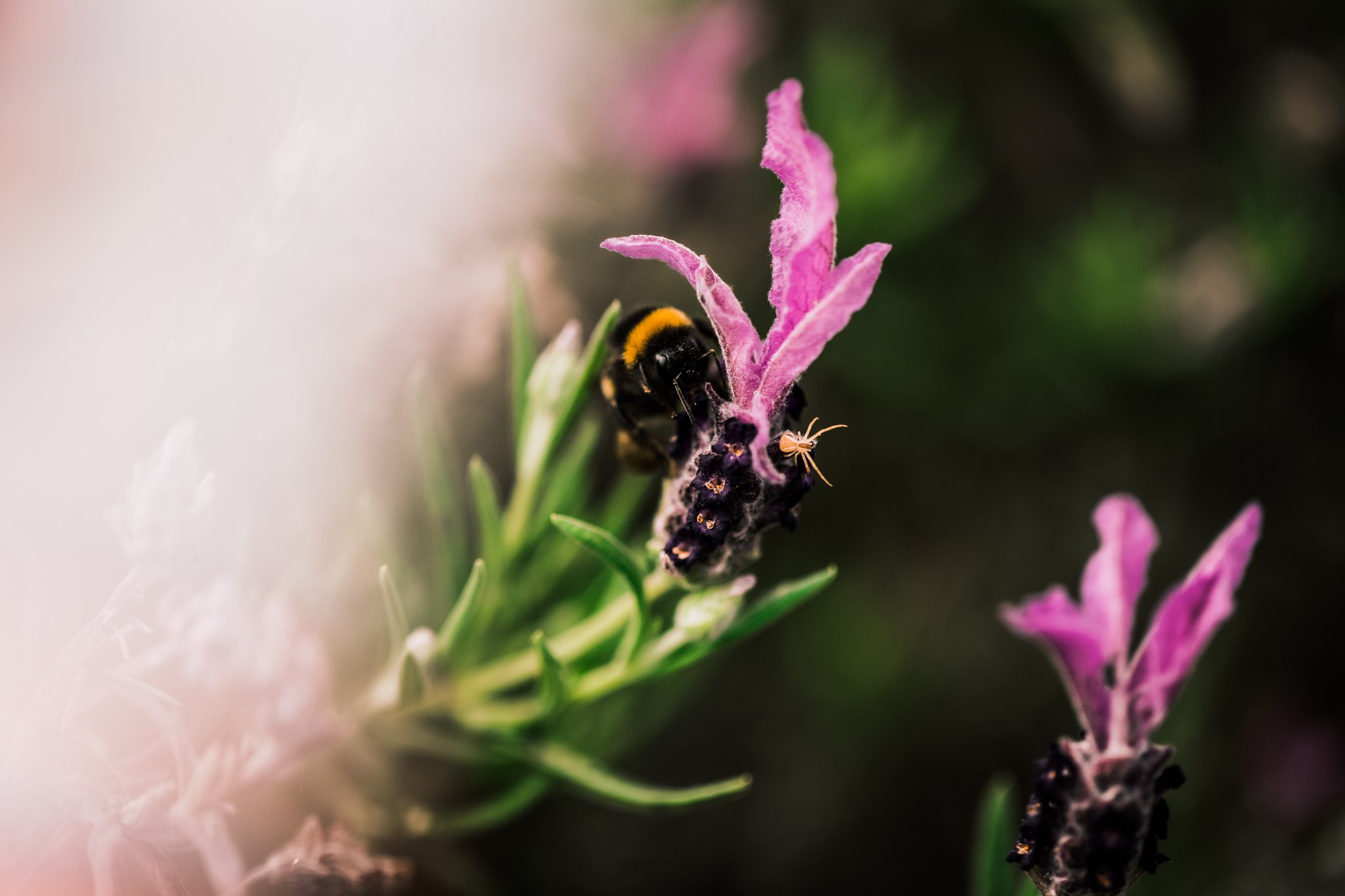 28. Bee gathering, spider, lavender, macro