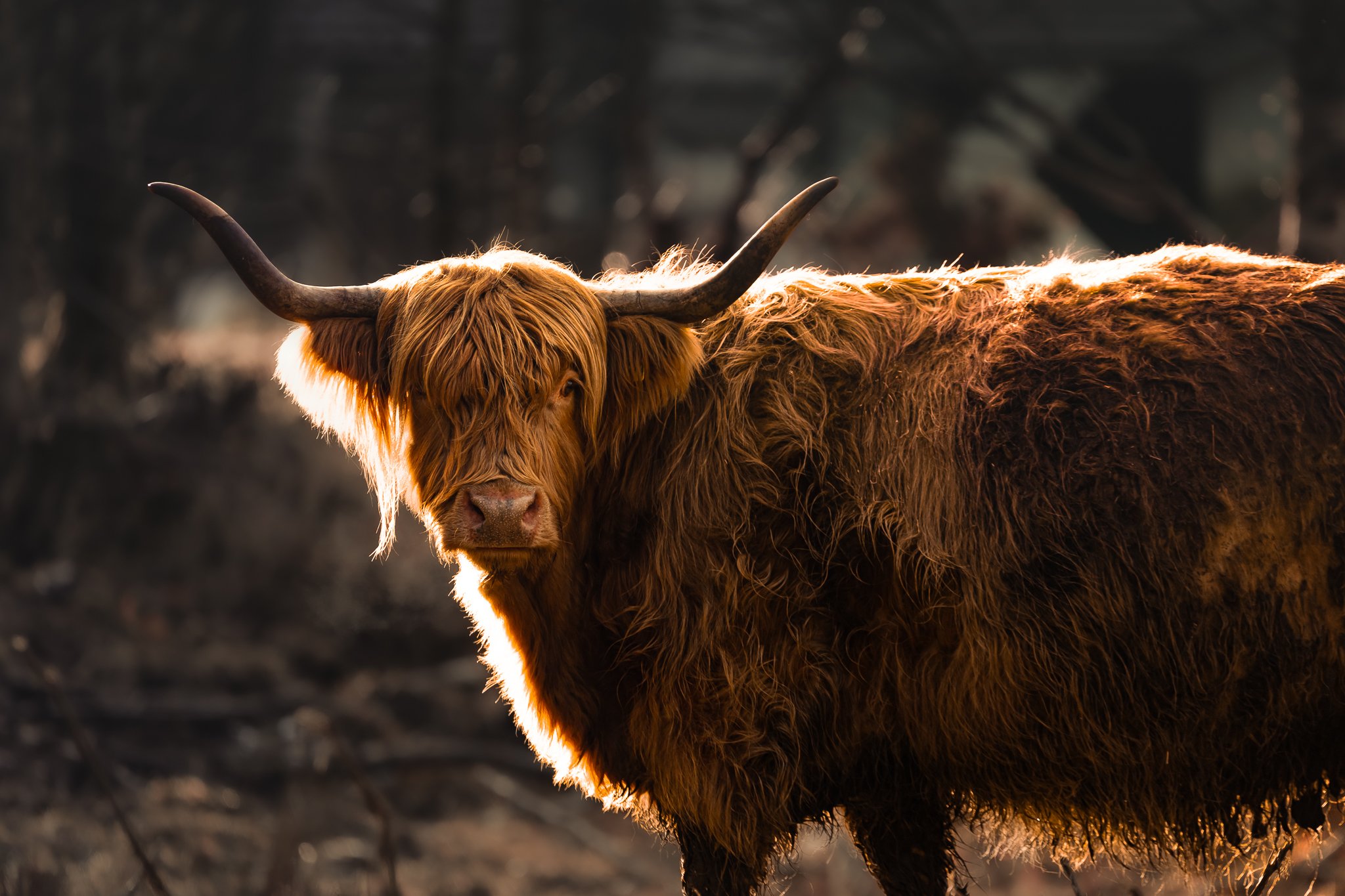 8. Highland Coo