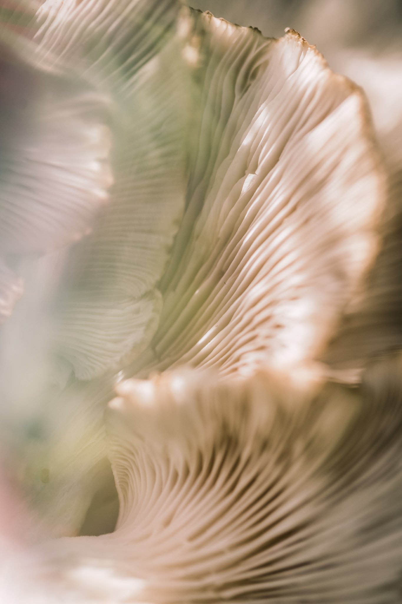 29. Oyster mushrooms, macro