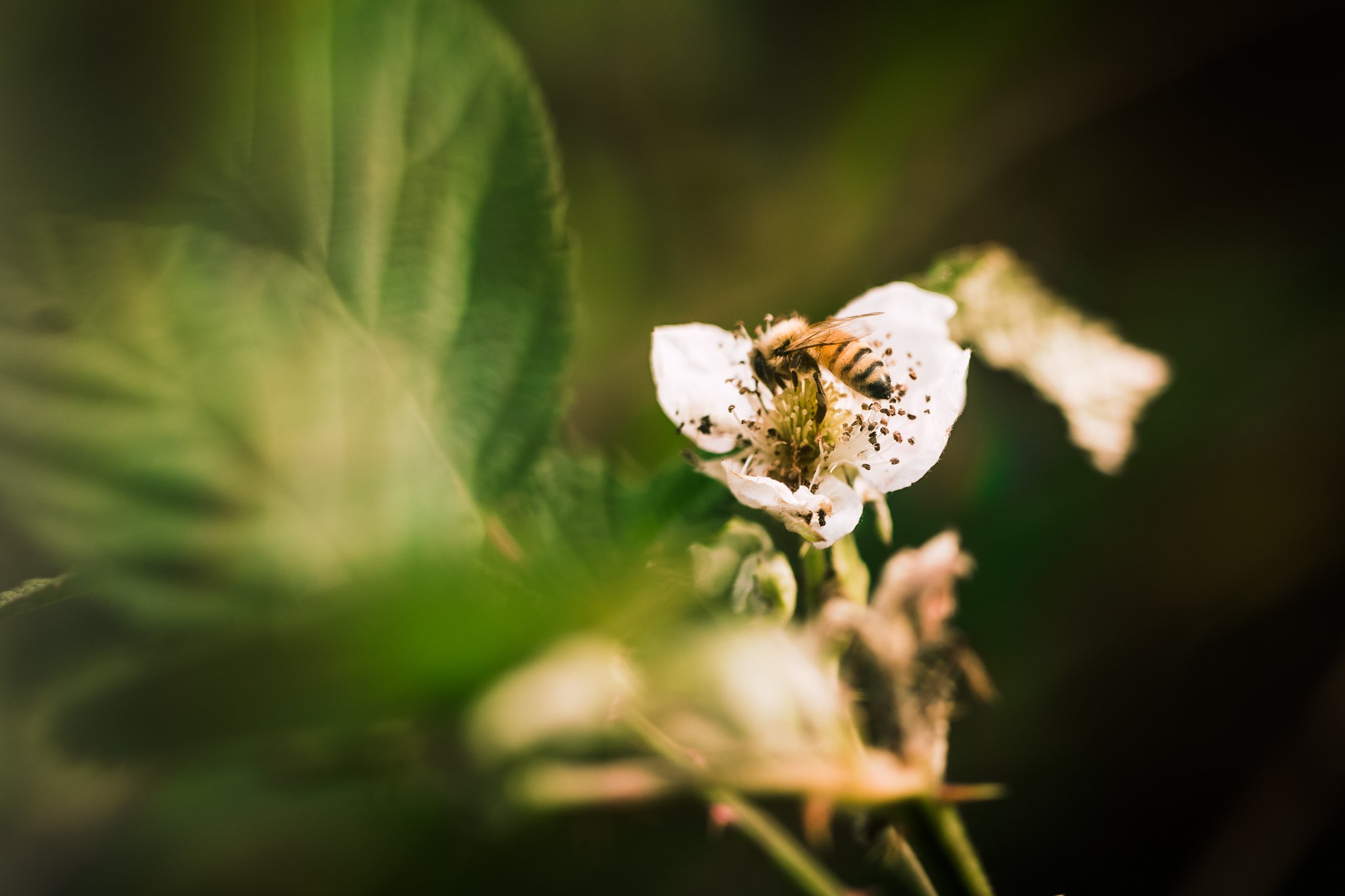 32. Bee gathering, macro
