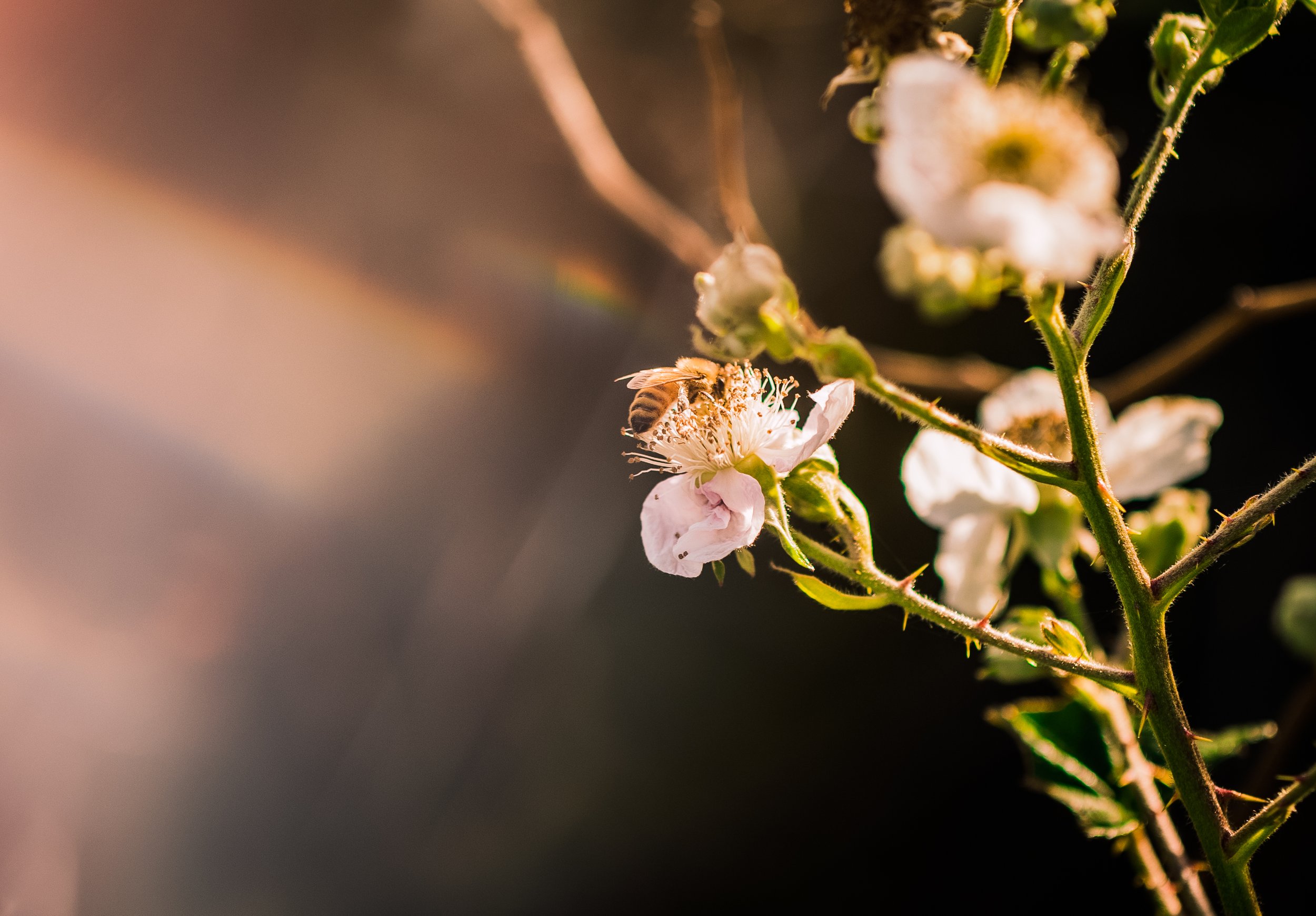 18. Bee gathering, macro