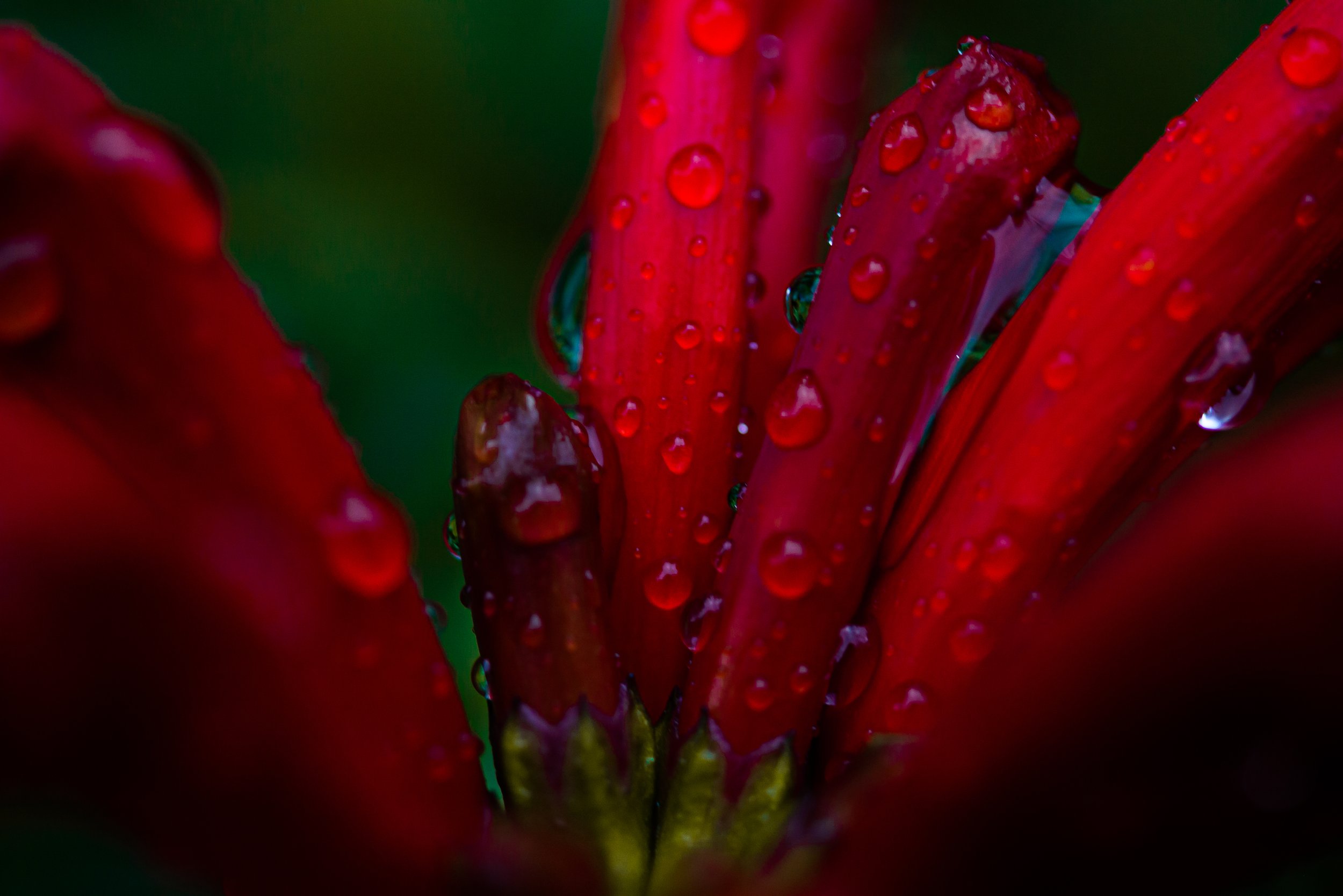 35. Morning dew on flower, macro