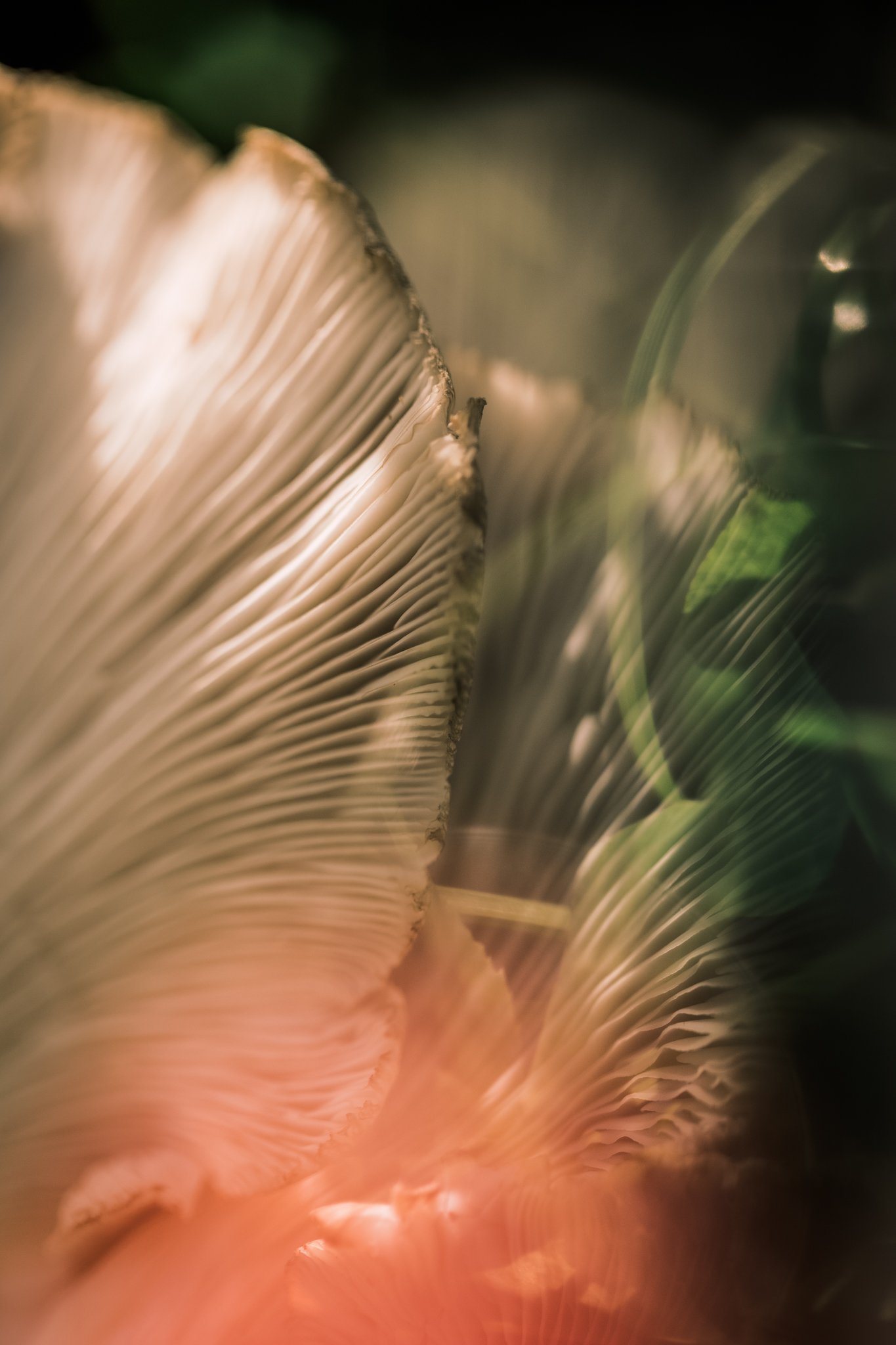 39. Oyster mushrooms, macro