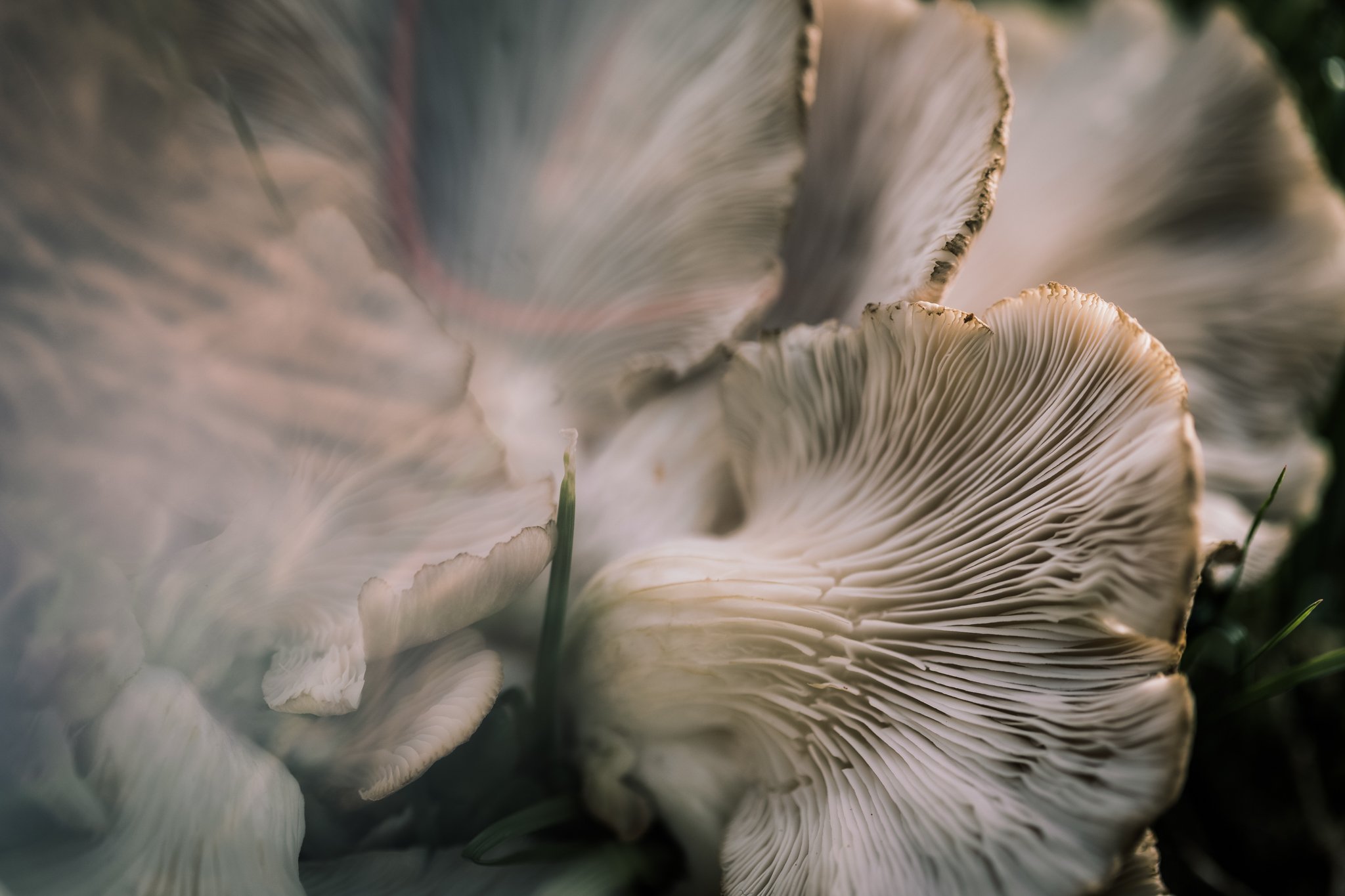 45. Oyster mushrooms, macro