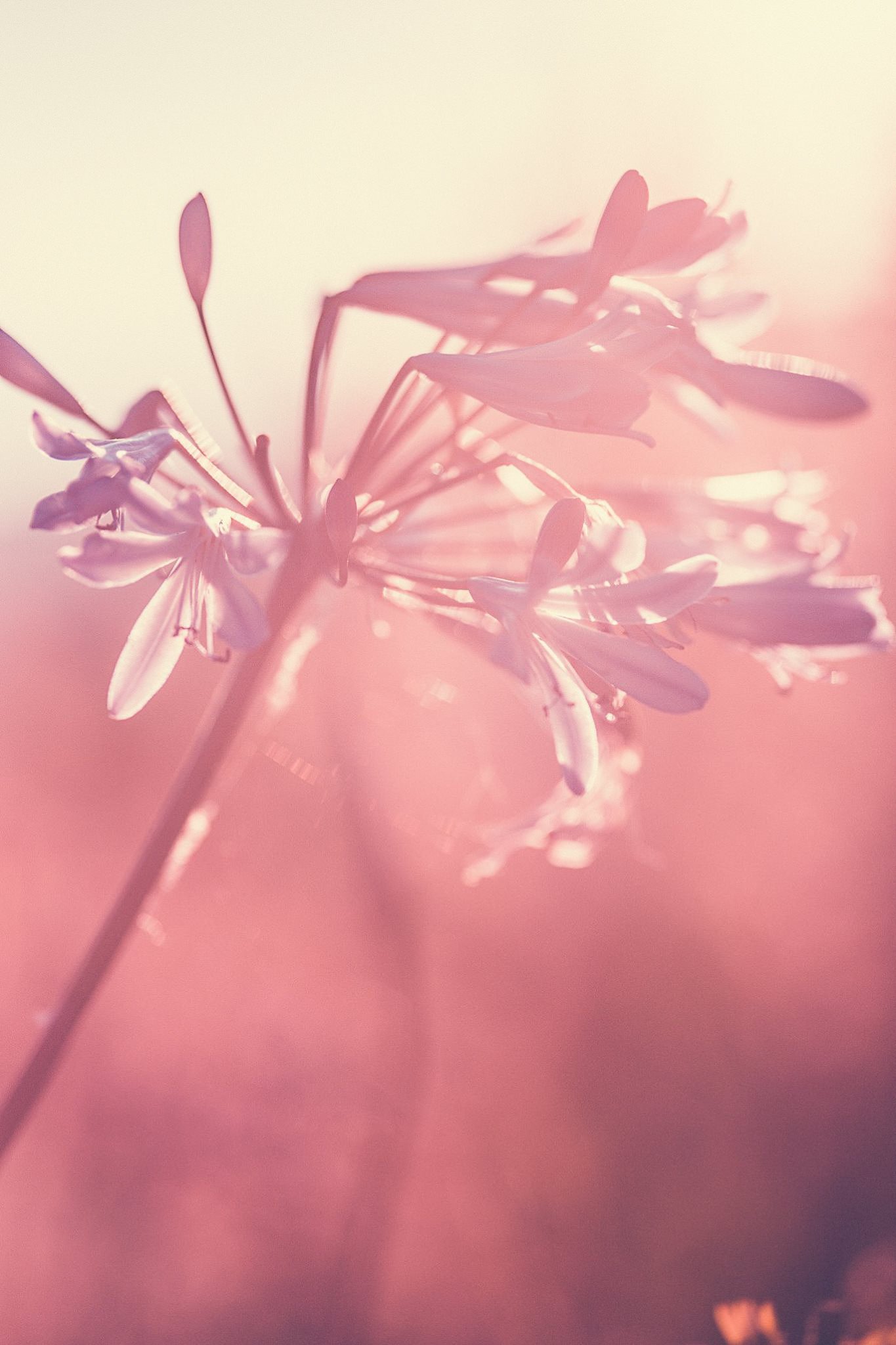 38. Flower in sunset, macro