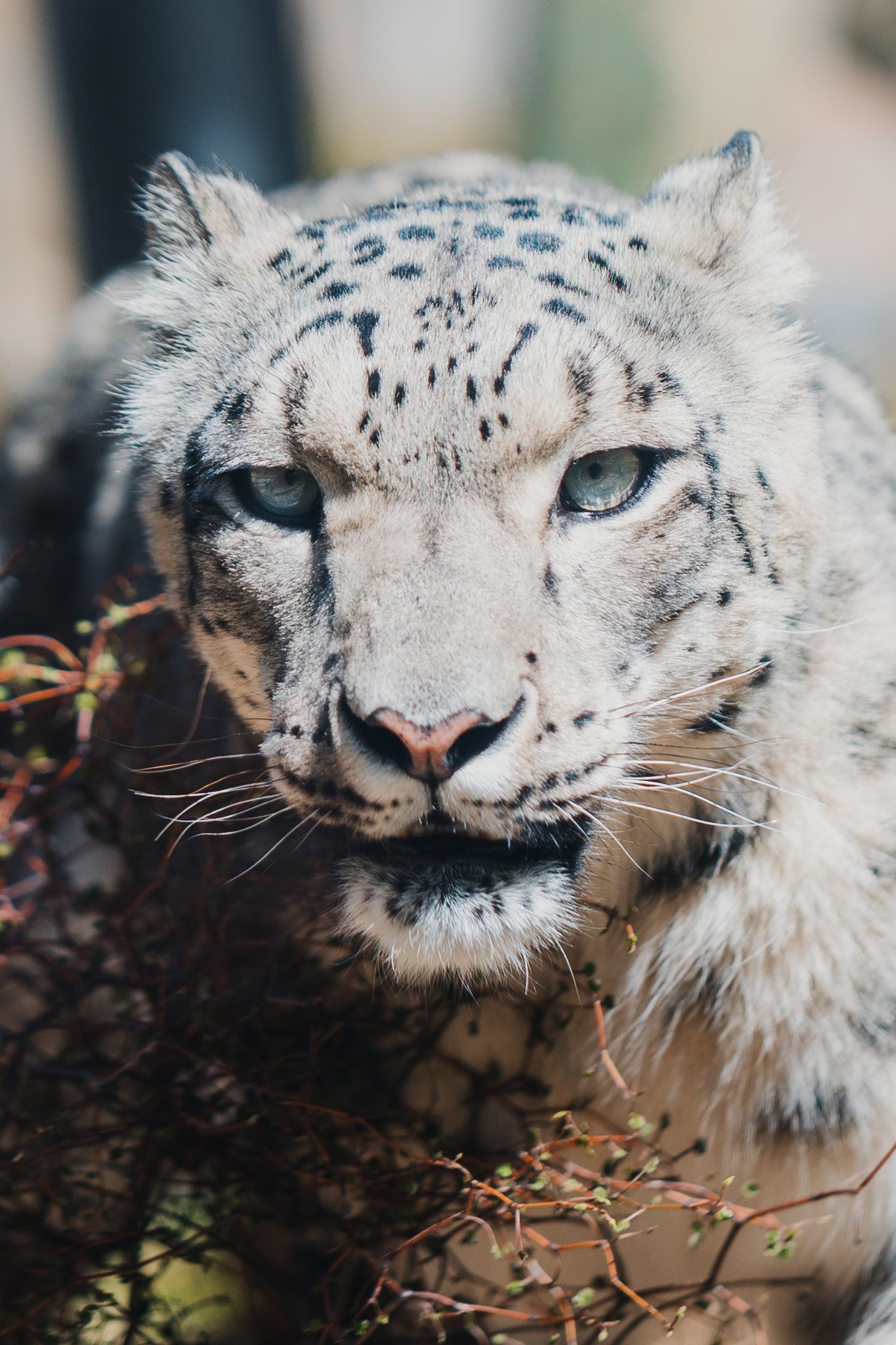 19. Snow Leopard