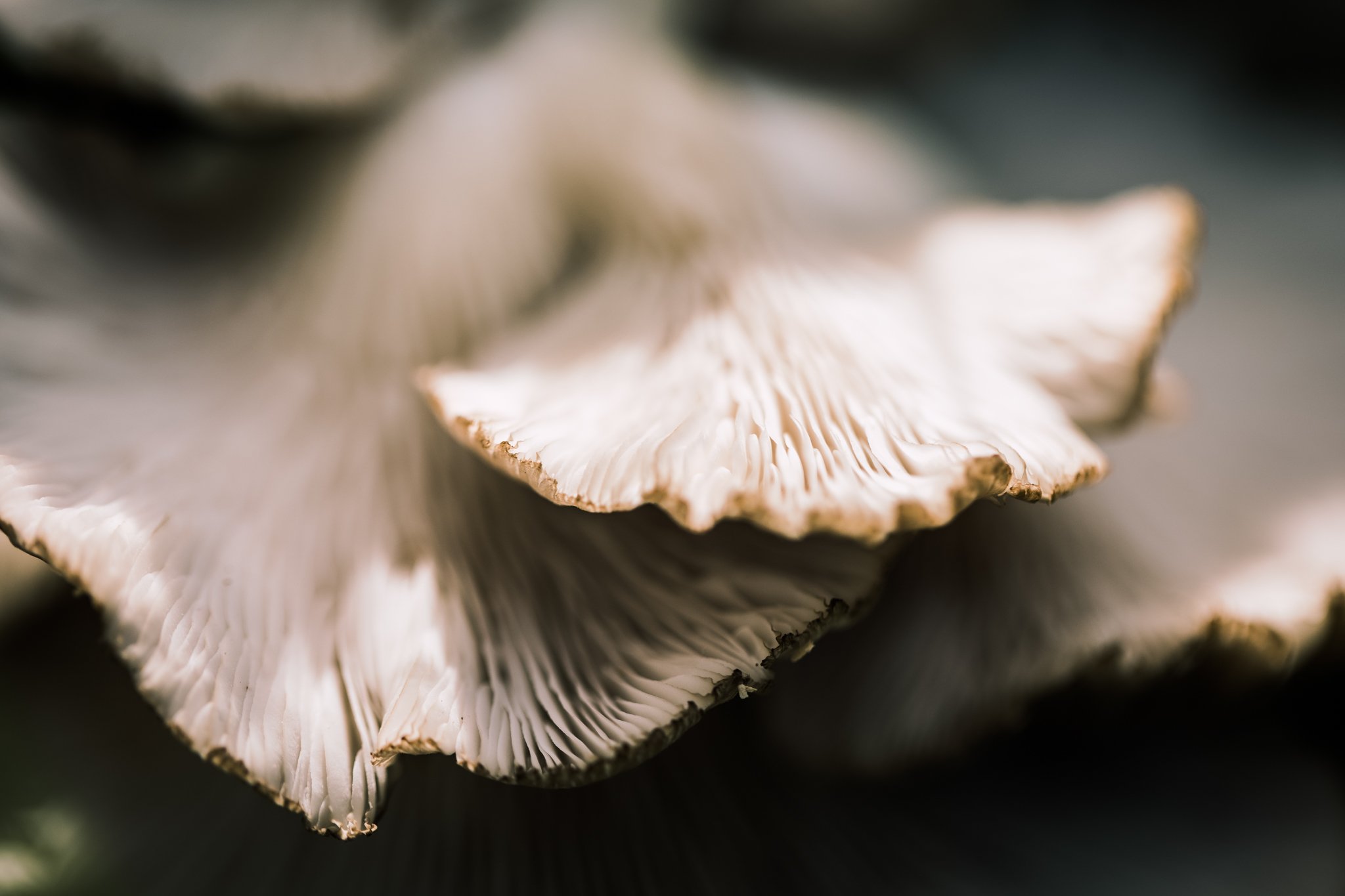 44. Oyster mushrooms, macro