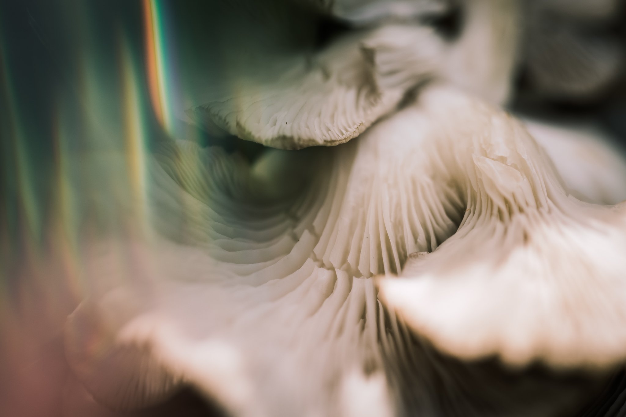 31. Oyster mushrooms, macro